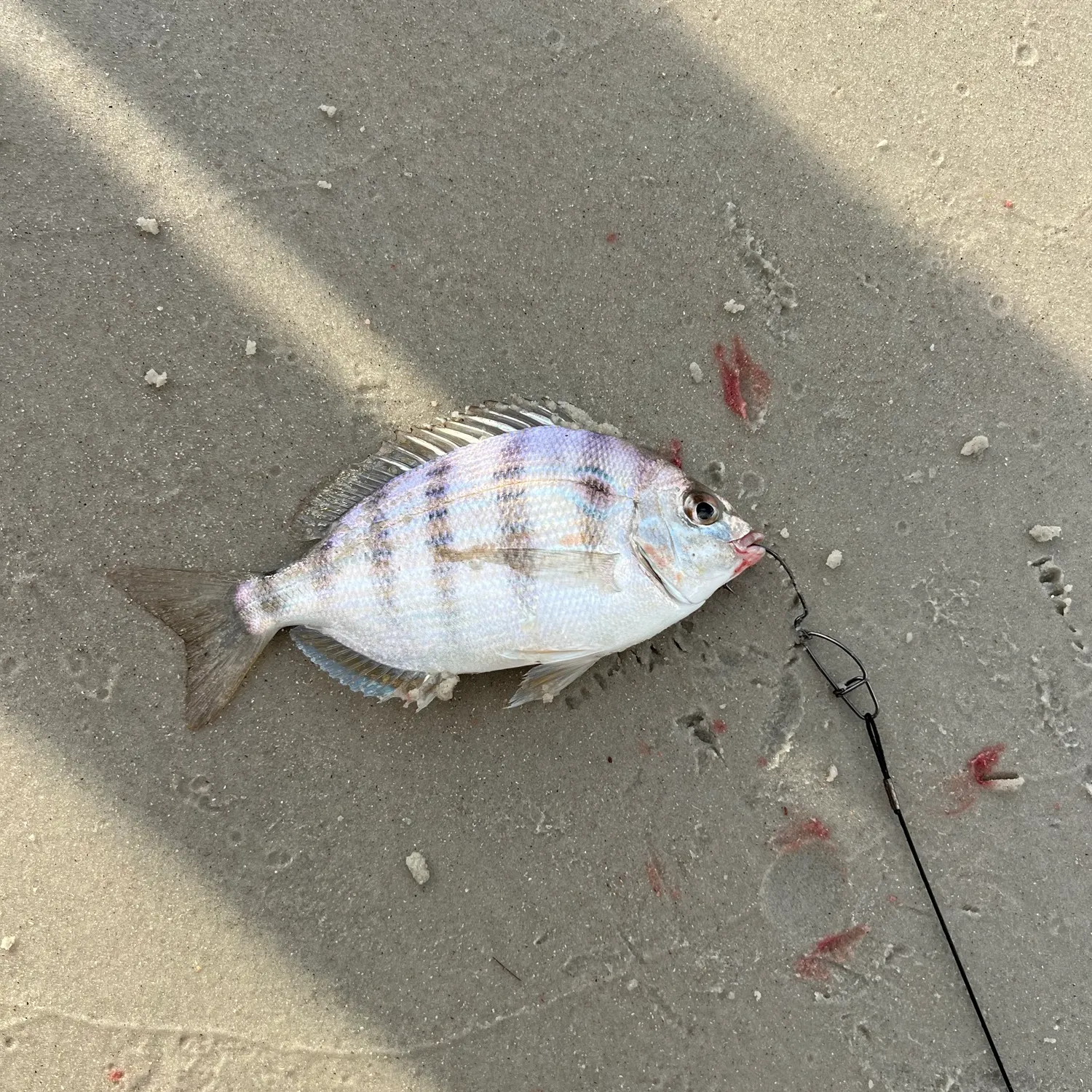 Pinfish caught on Fishbrain
