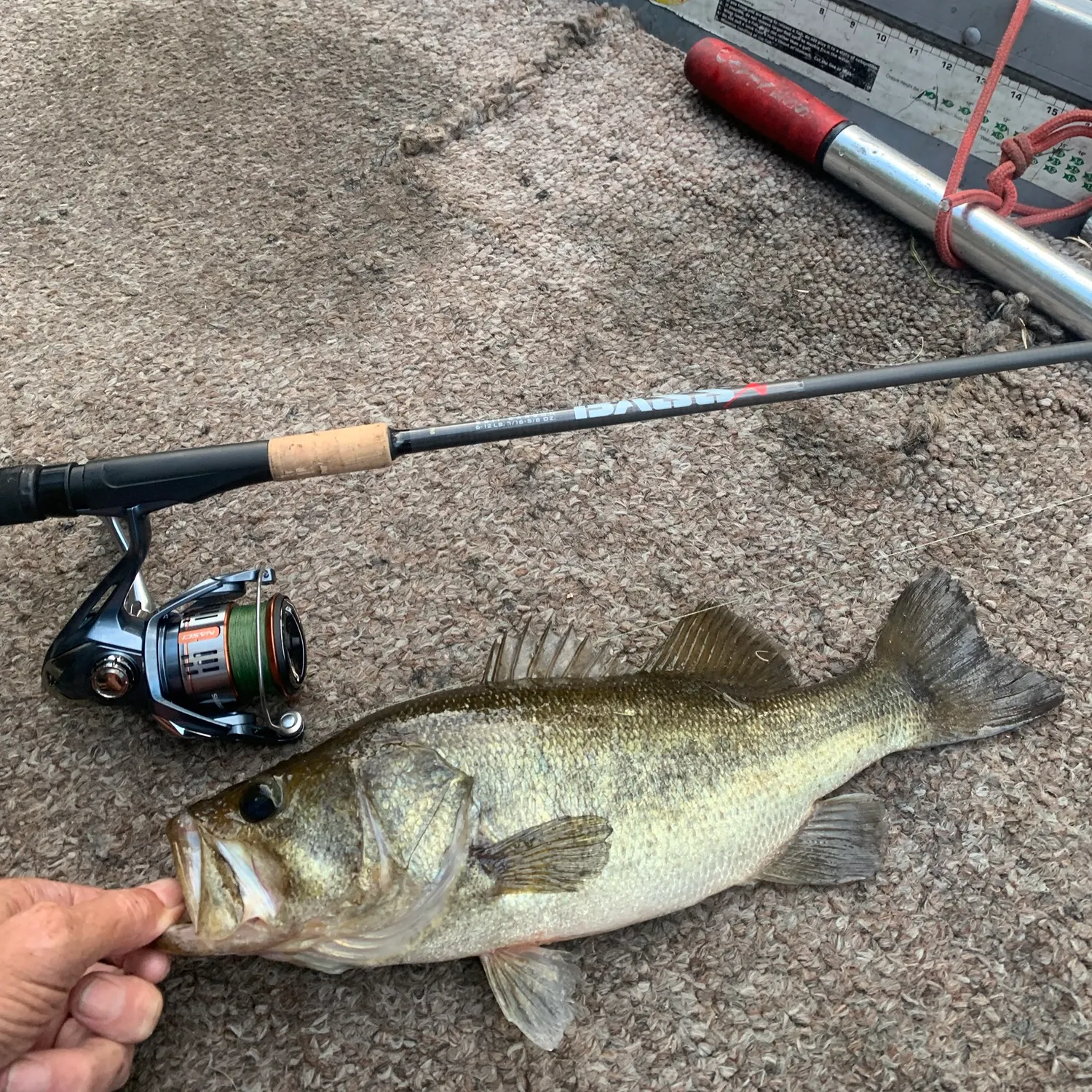 Largemouth bass caught on Fishbrain