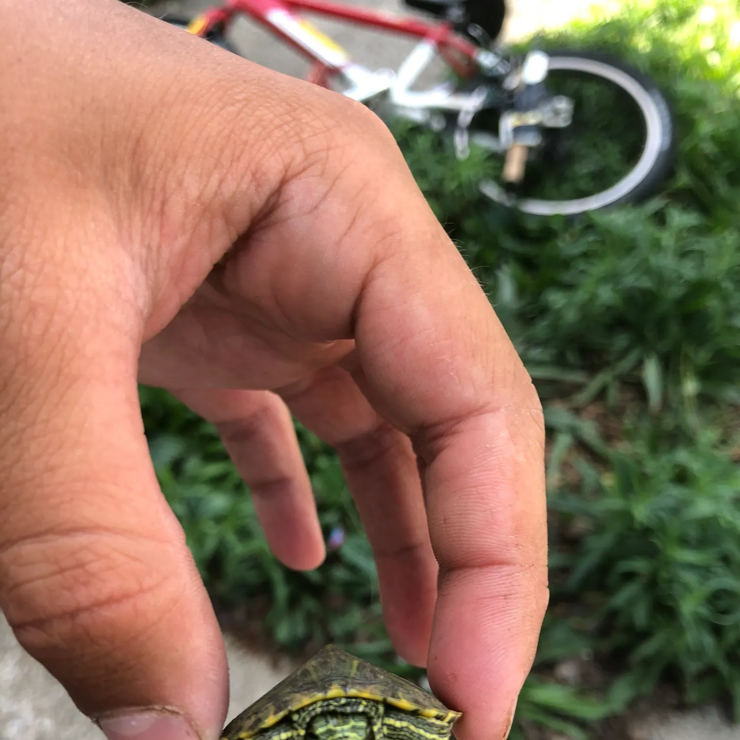 The most recent Painted turtle catches on Fishbrain