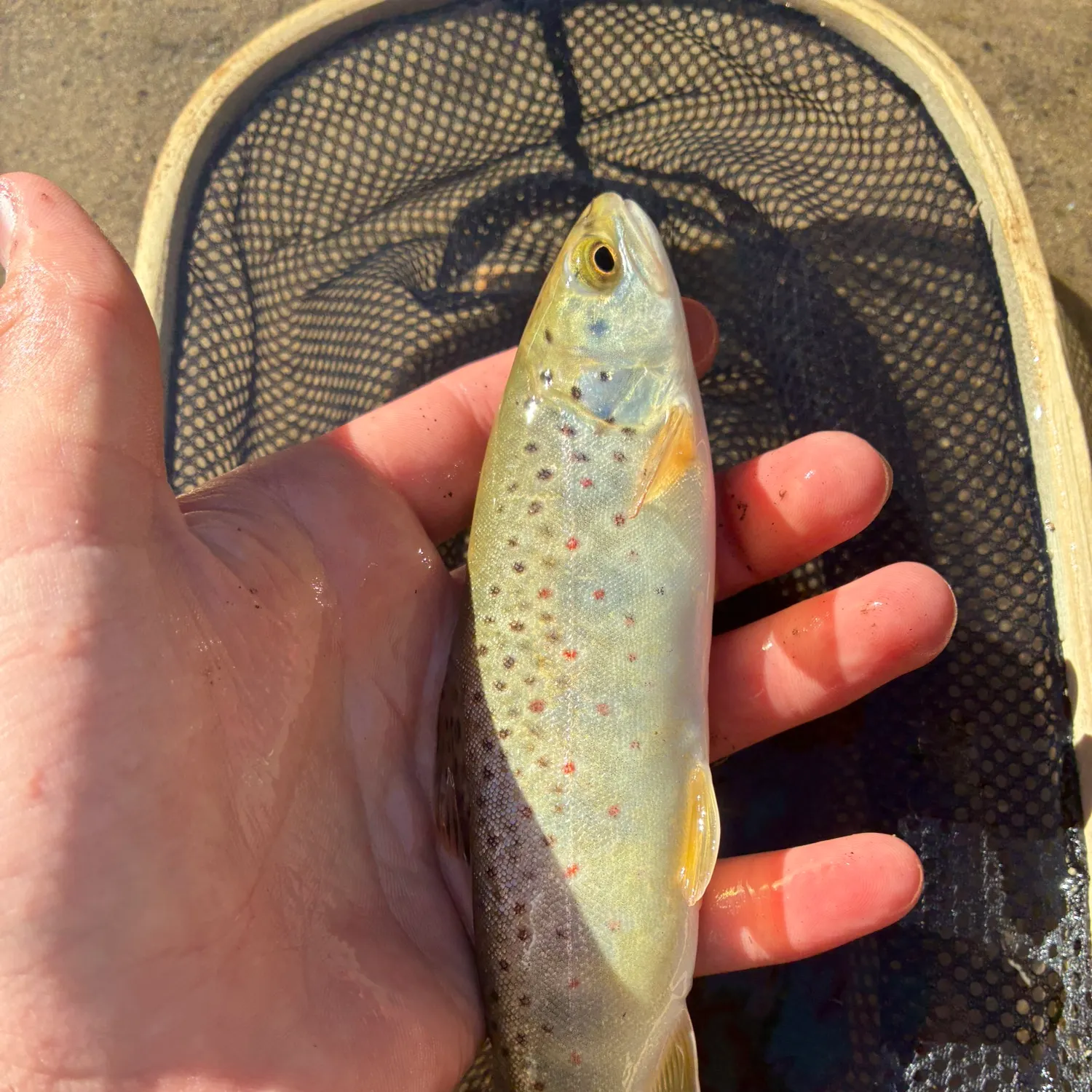 Brown trout caught on Fishbrain