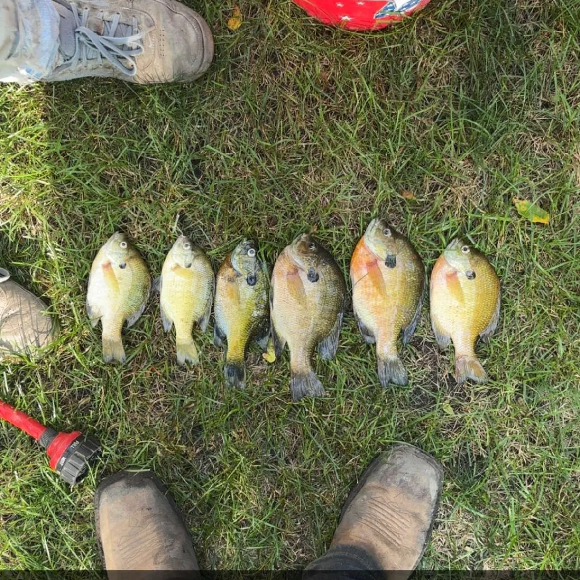 Redbreast sunfish caught on Fishbrain