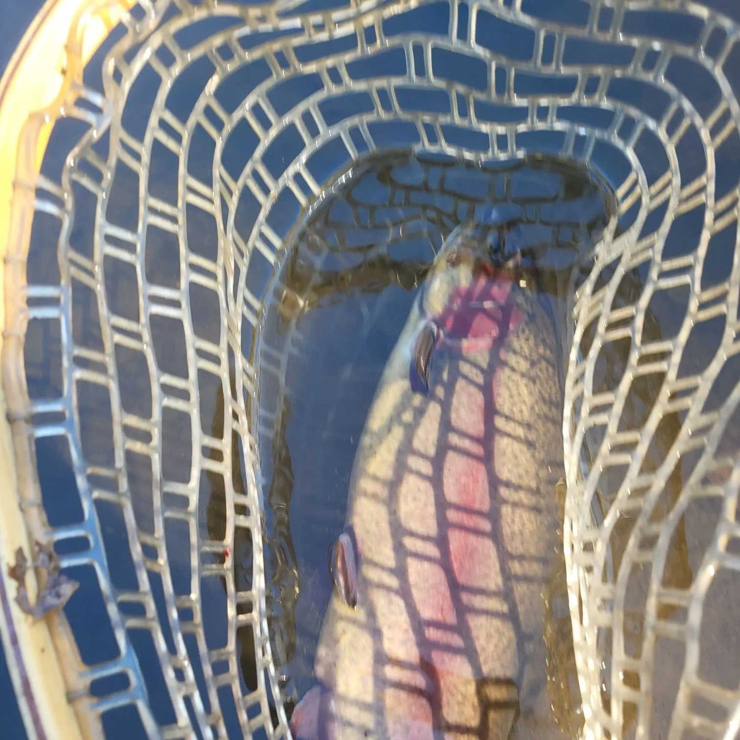 Rainbow trout caught on Fishbrain
