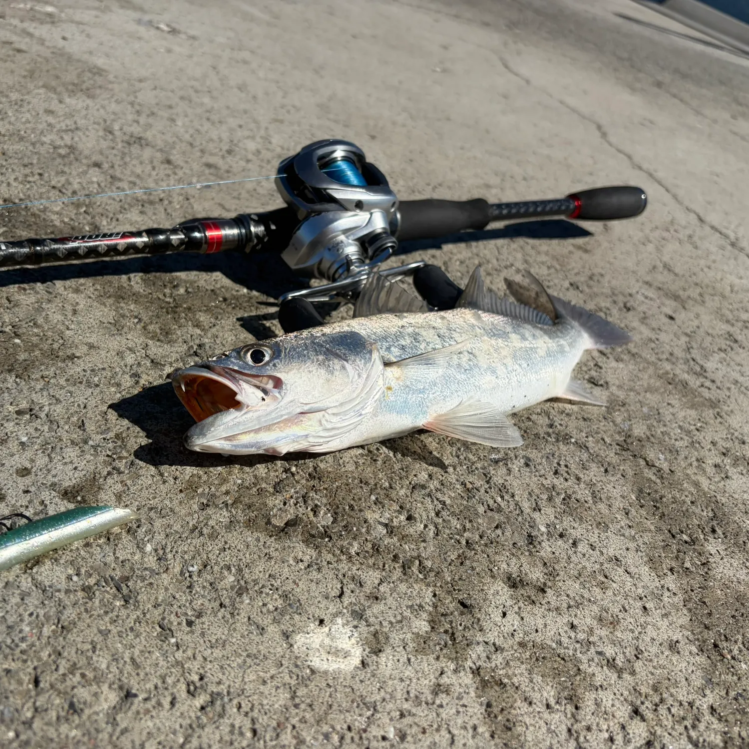 Shortfin corvina caught on Fishbrain