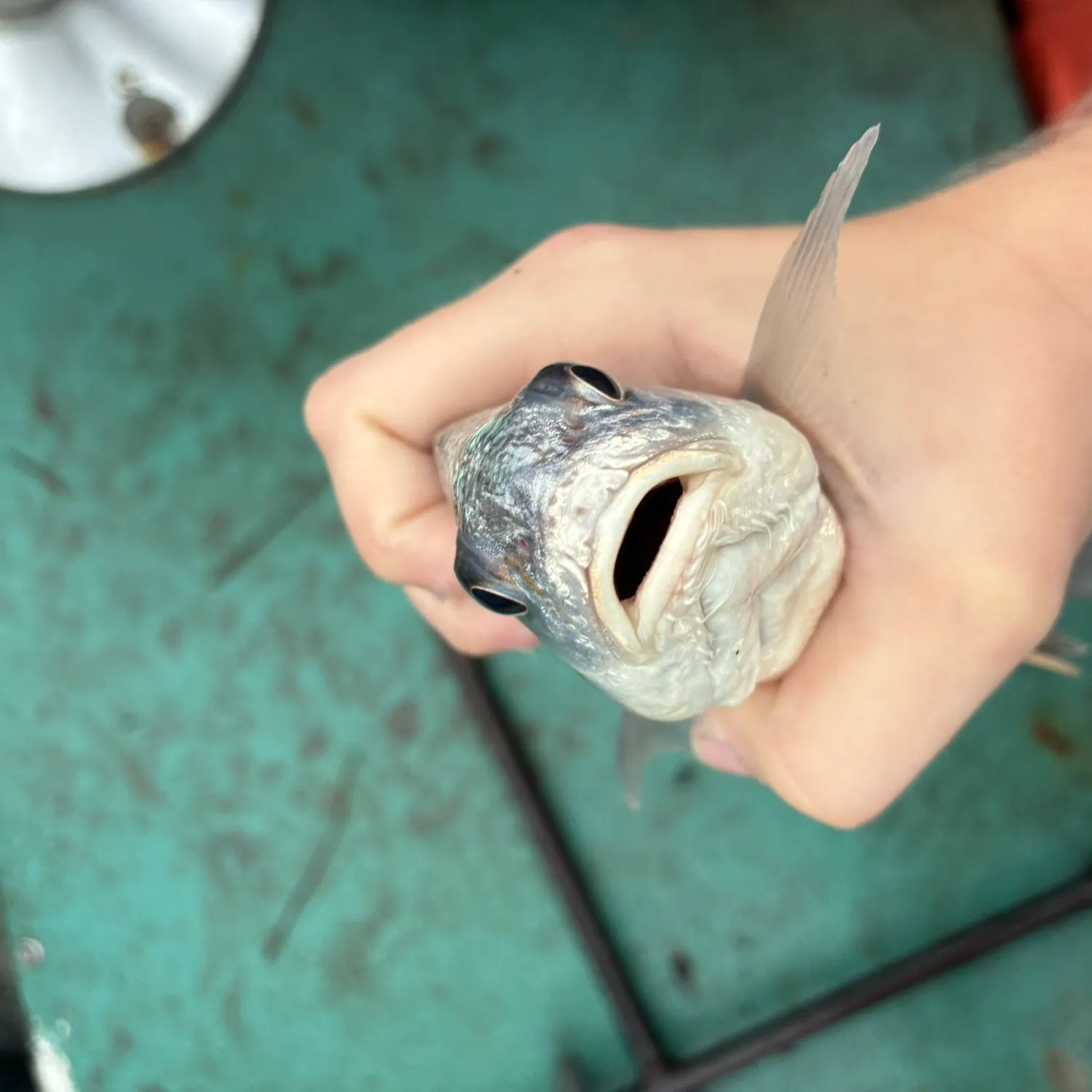 Sheepshead caught on Fishbrain