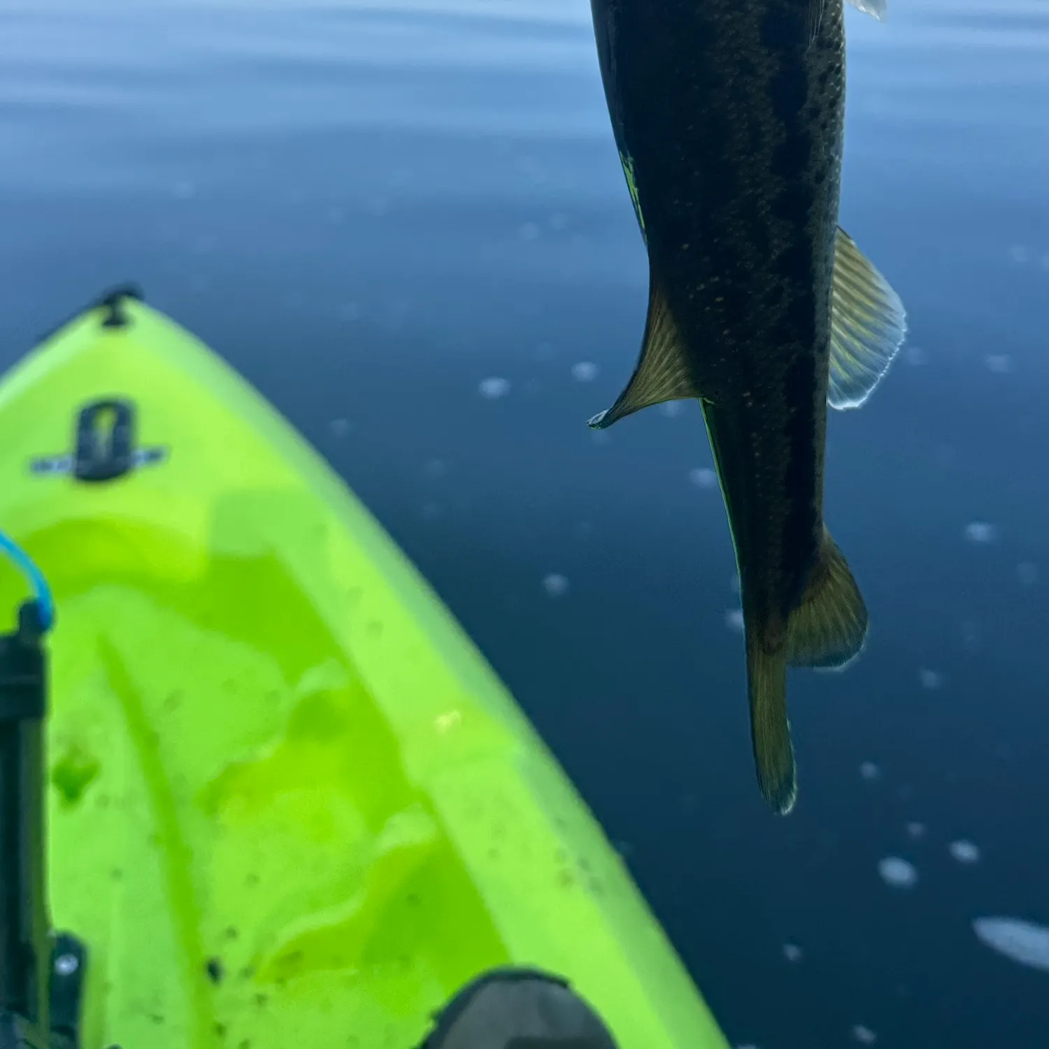 Rock bass caught on Fishbrain