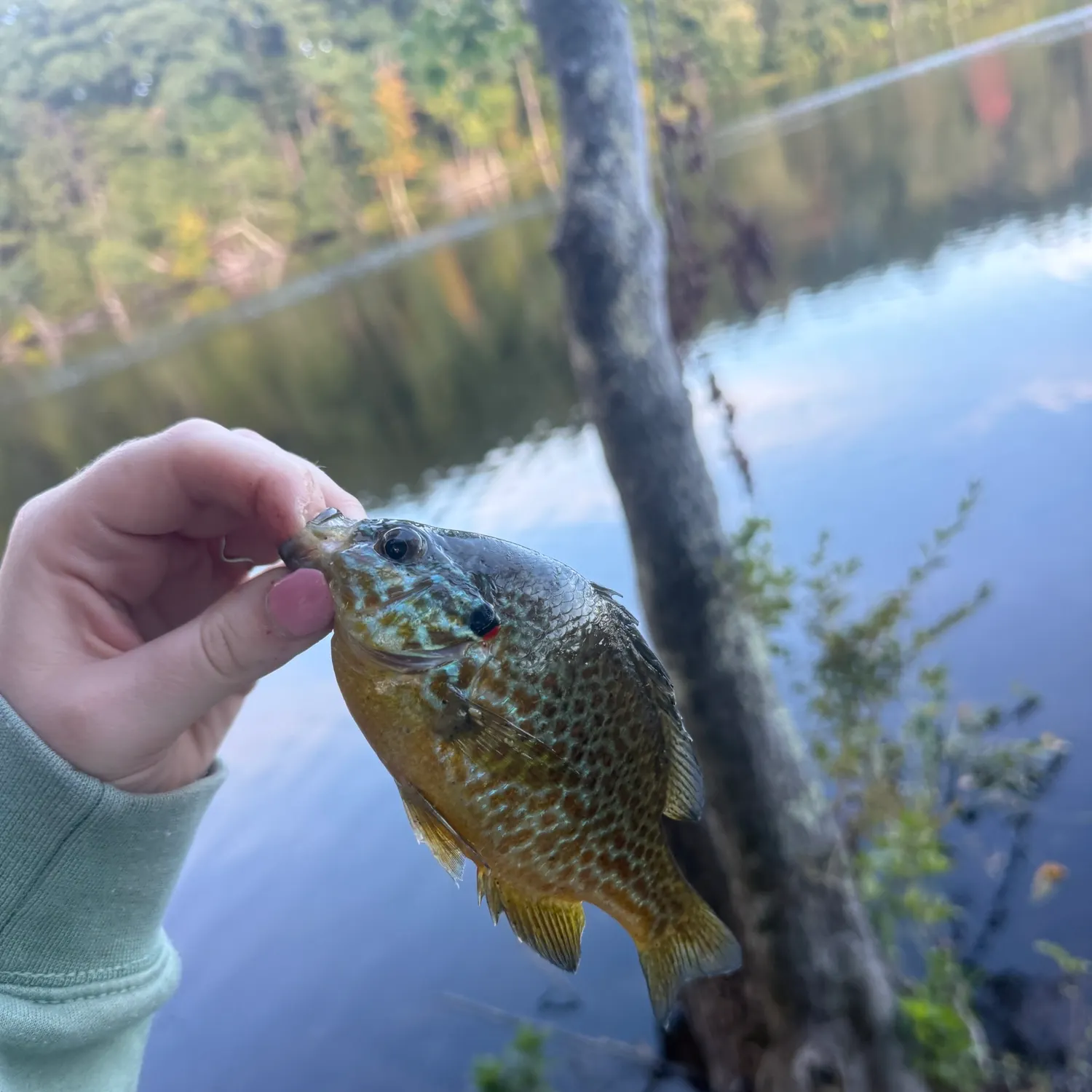 Pumpkinseed caught on Fishbrain