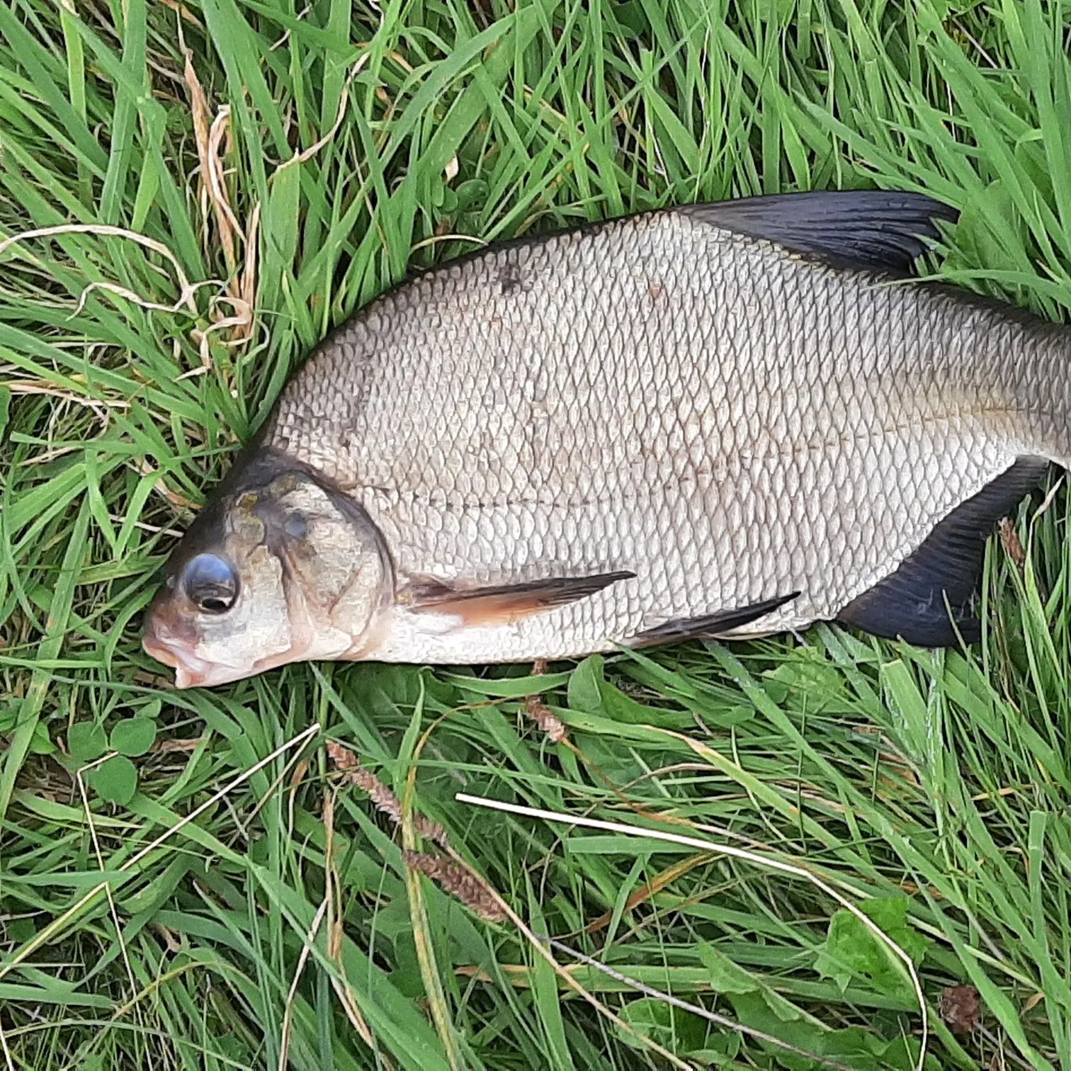 Common bream caught on Fishbrain