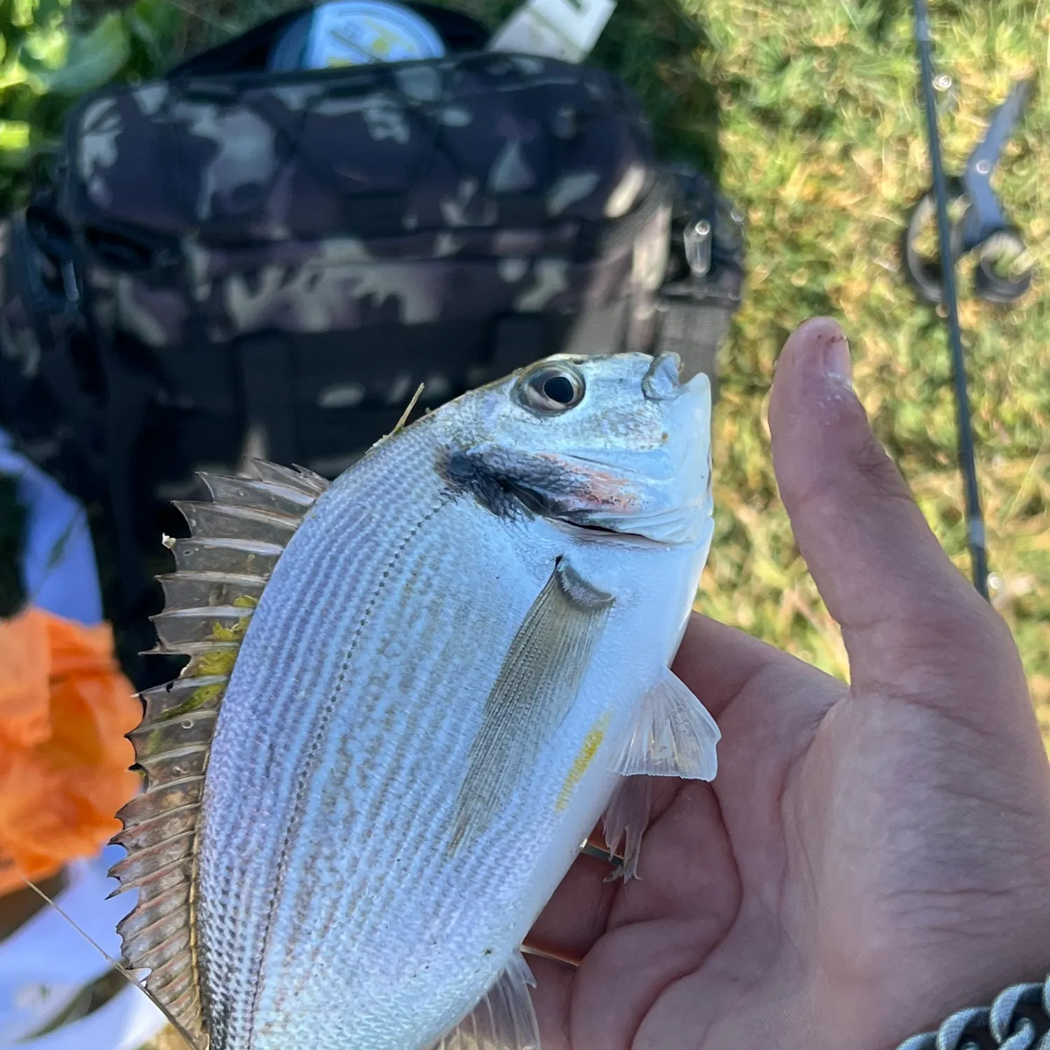 The most recent Gilthead seabream catches on Fishbrain