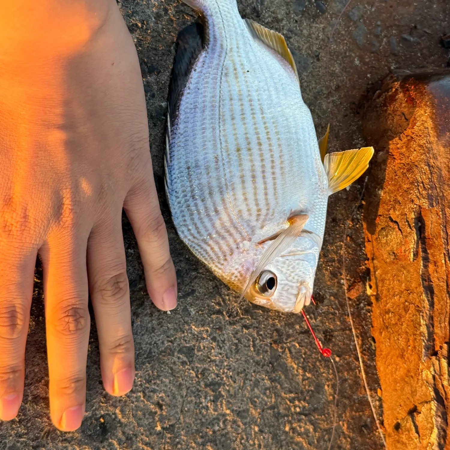 catch