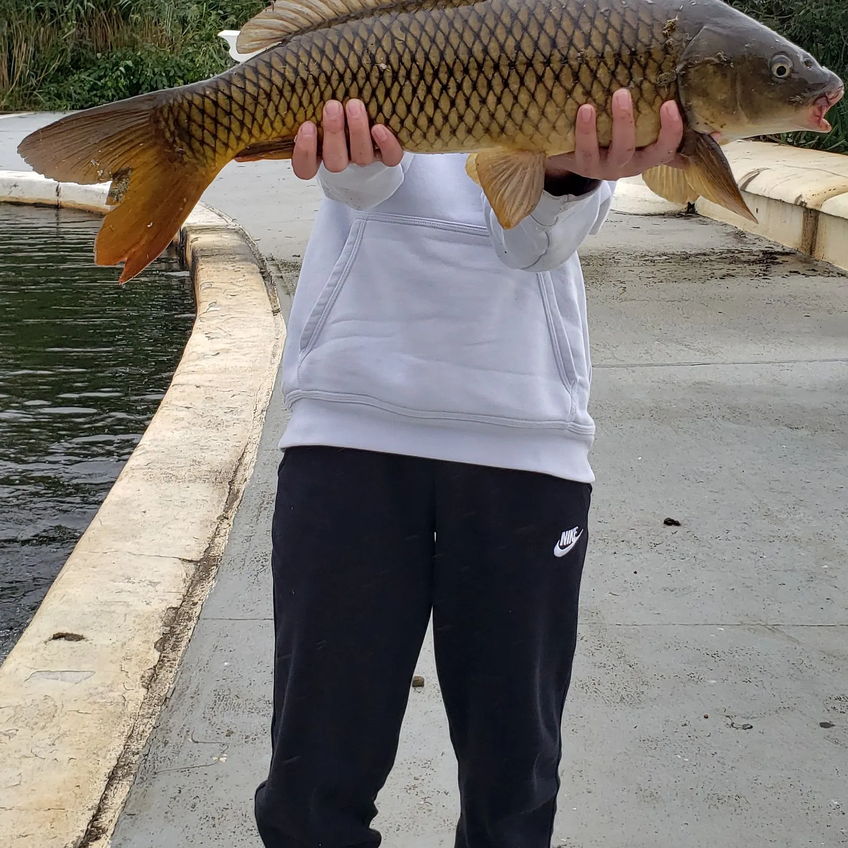 Common carp caught on Fishbrain