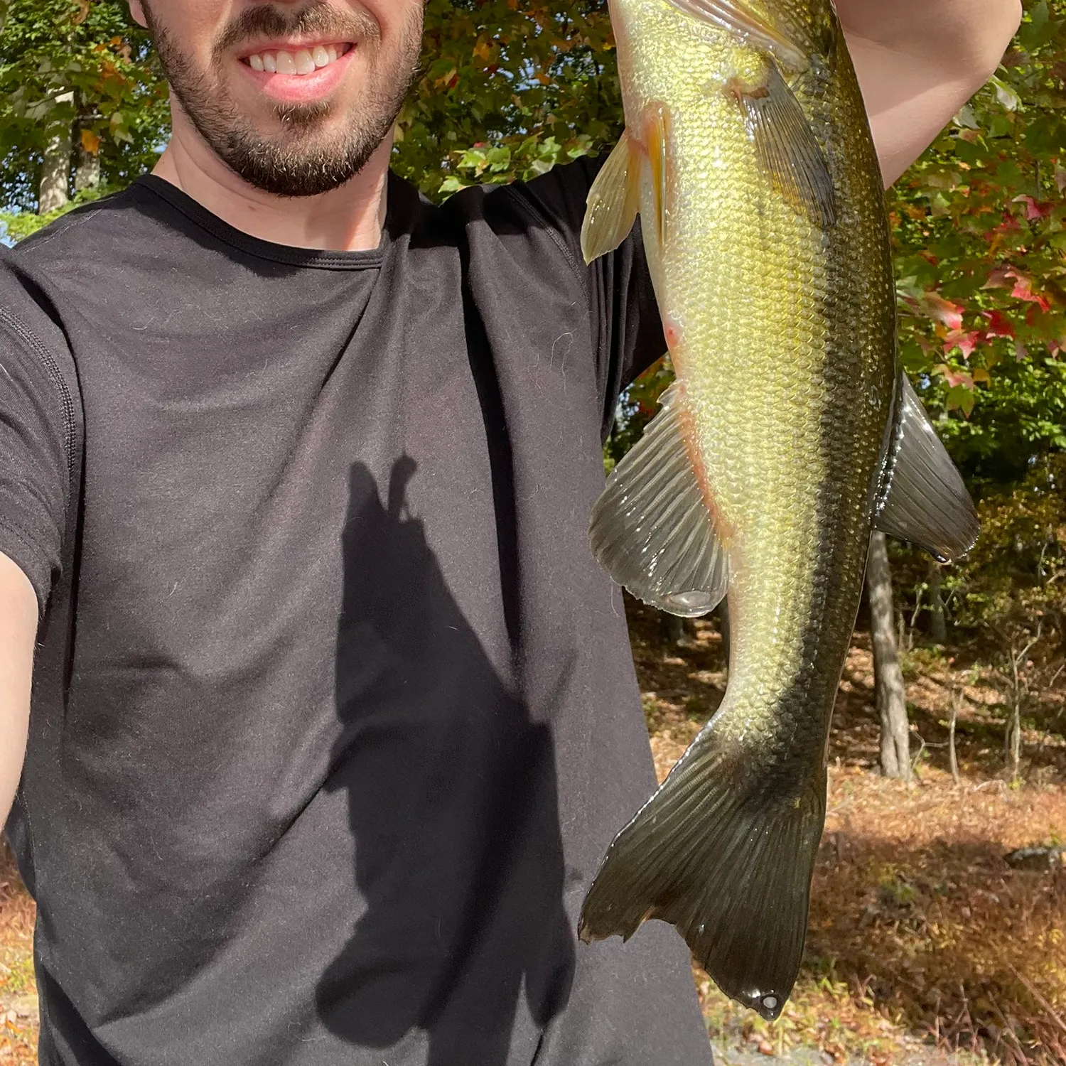 Largemouth bass caught on Fishbrain
