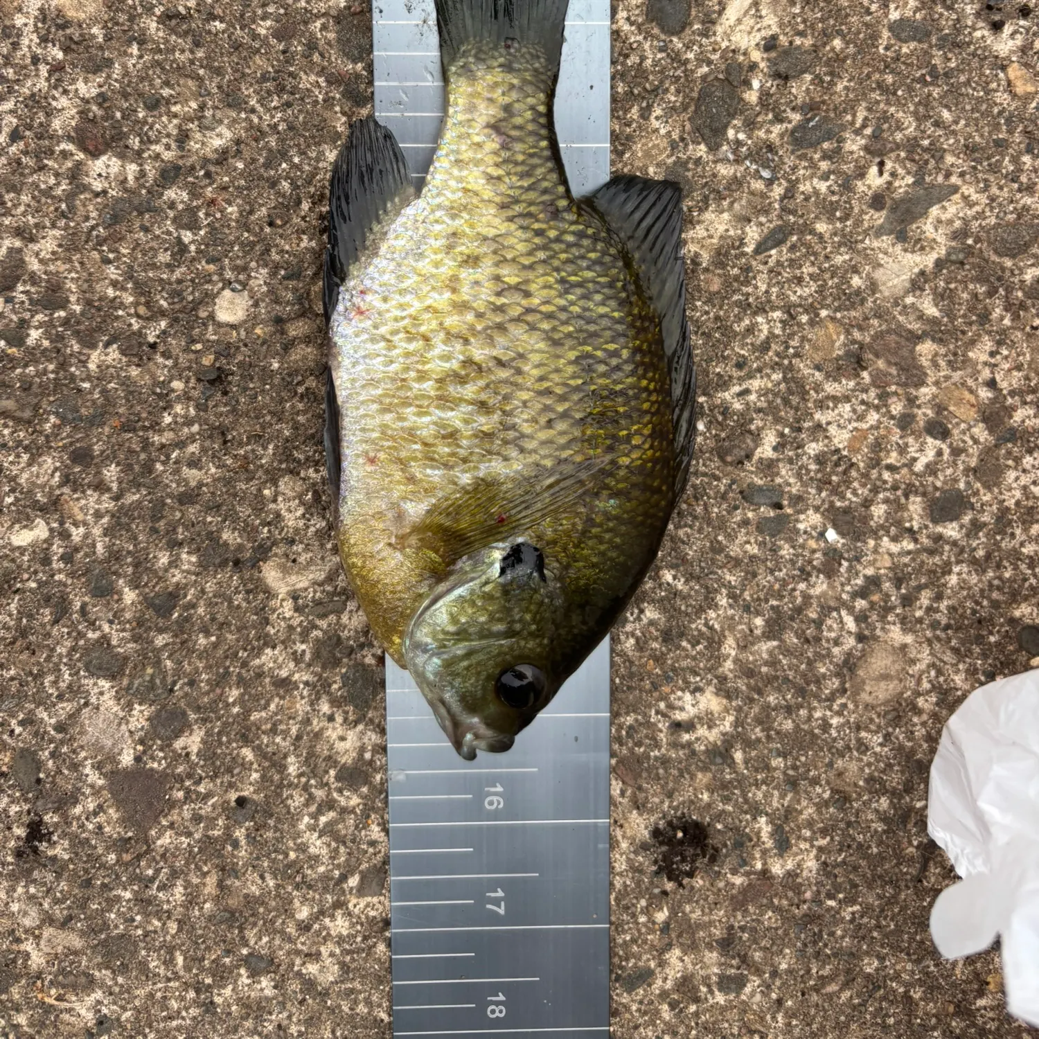 Bluegill caught on Fishbrain