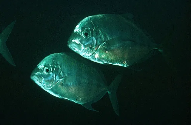 Coastal trevally