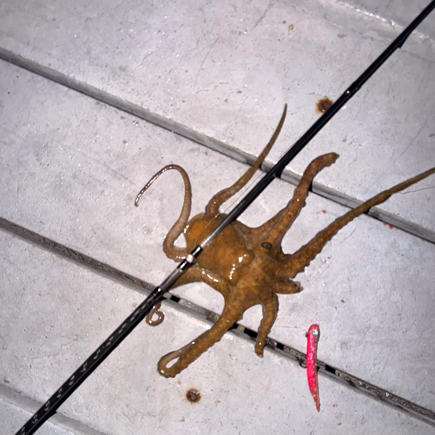 The most recent California two-spot octopus catches on Fishbrain