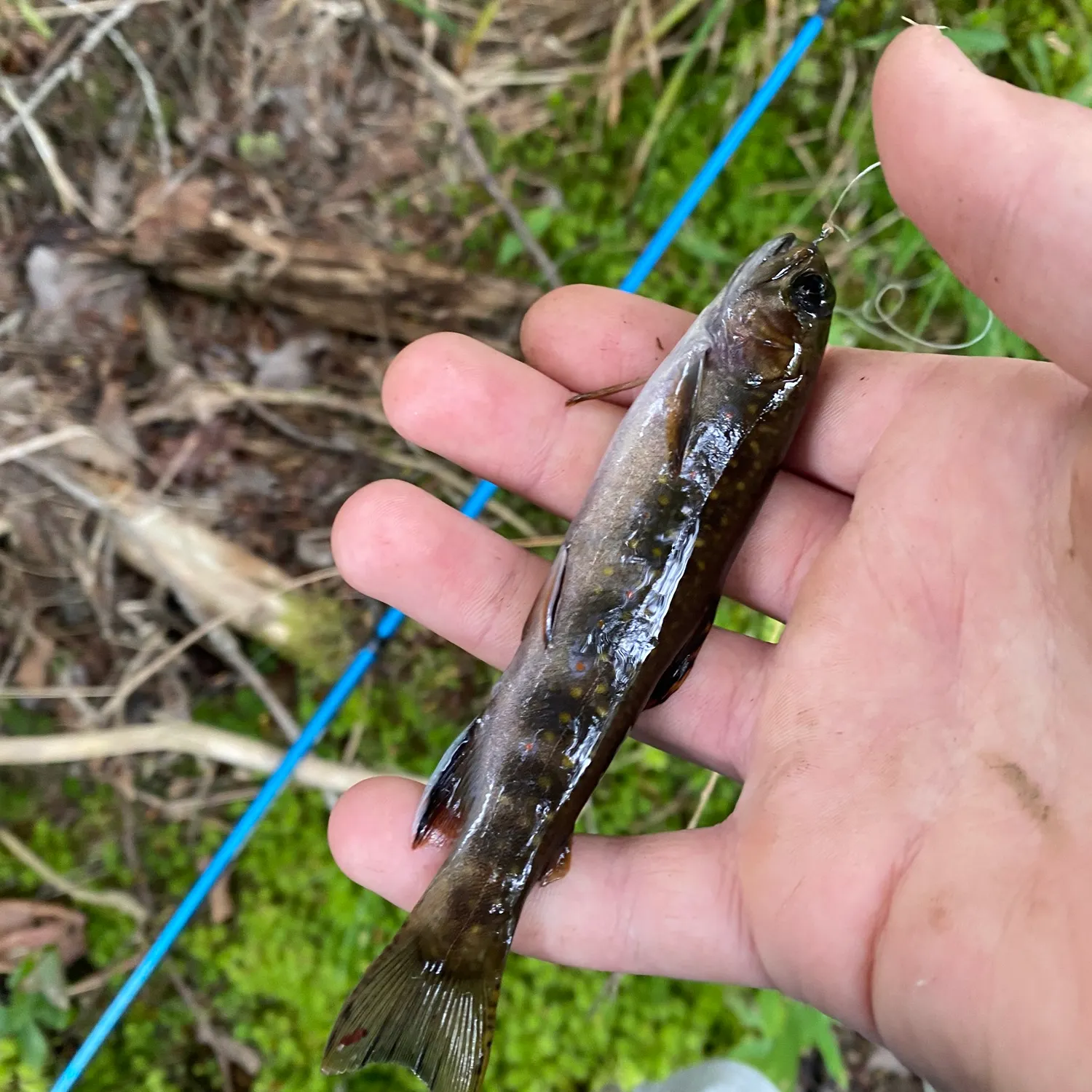 Brook trout caught on Fishbrain