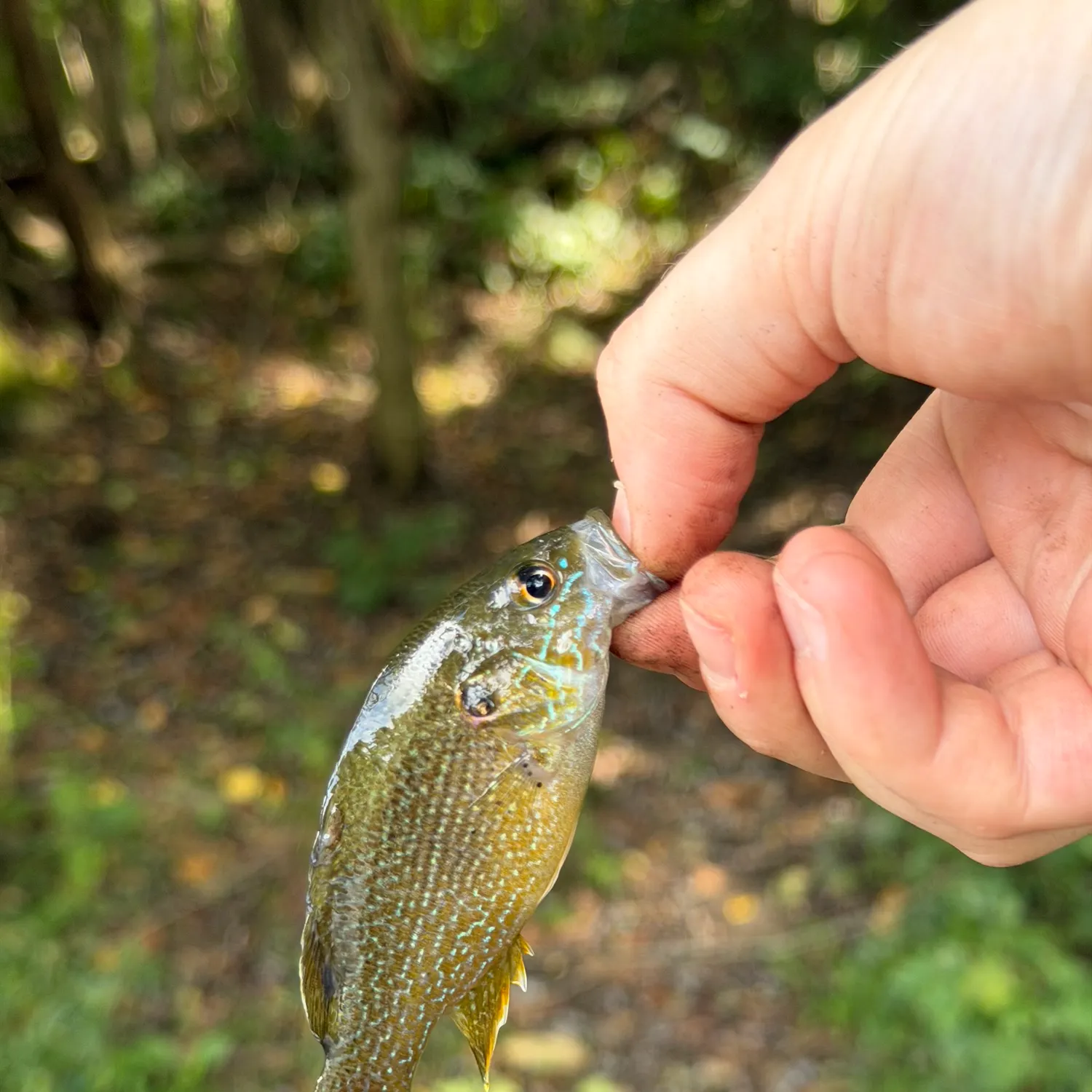 Green sunfish caught on Fishbrain