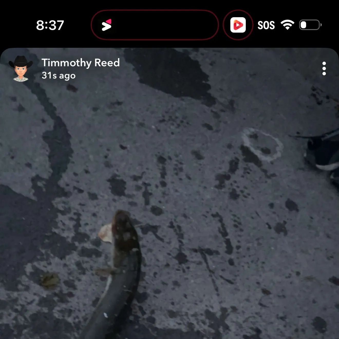 American eel caught on Fishbrain