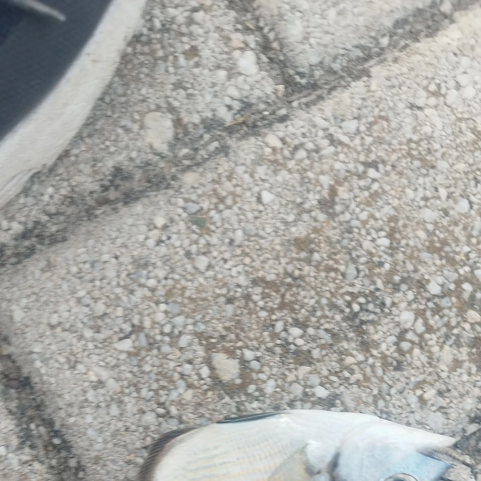 The most recent Common two-banded seabream catches on Fishbrain