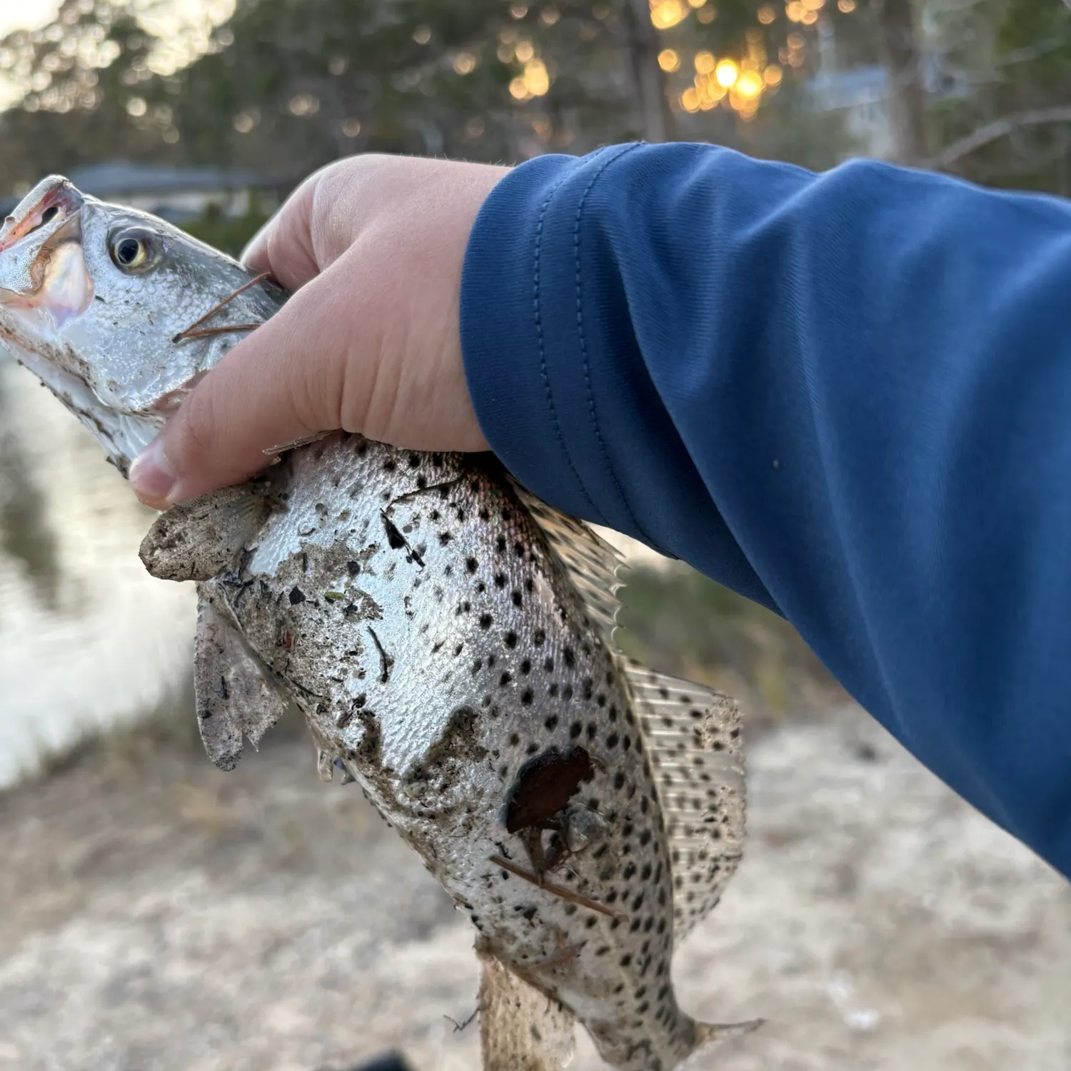 Spotted seatrout caught on Fishbrain
