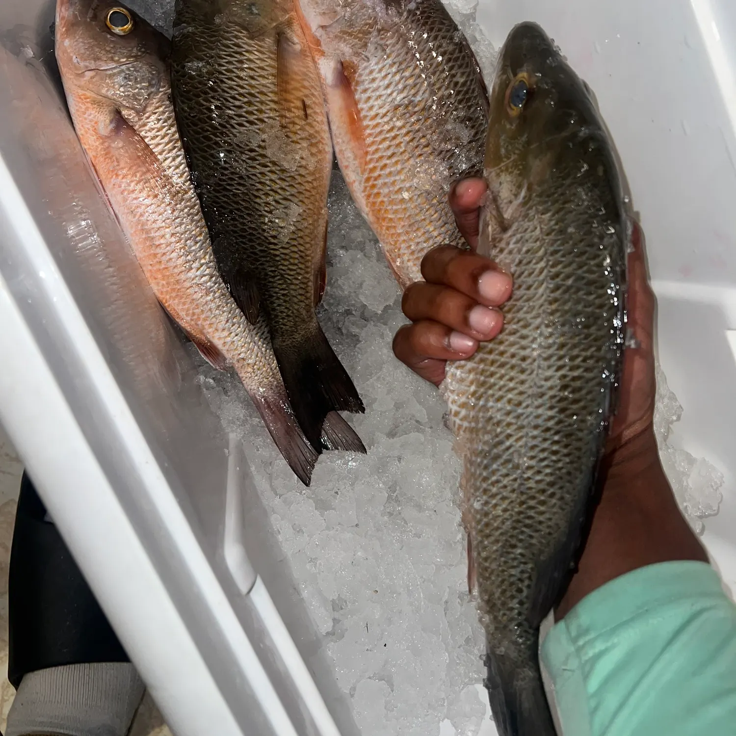 The most recent Mangrove snapper catches on Fishbrain