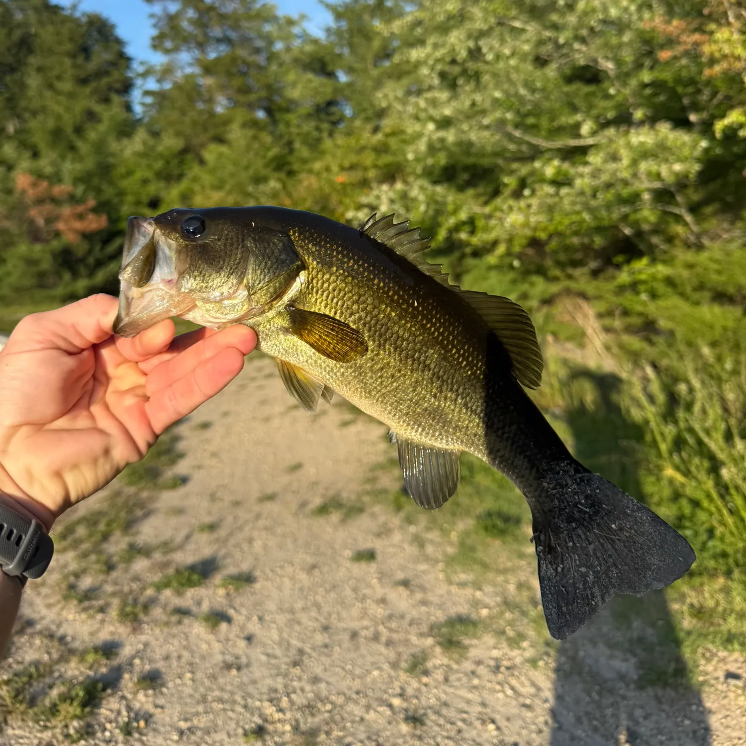 Largemouth bass caught on Fishbrain