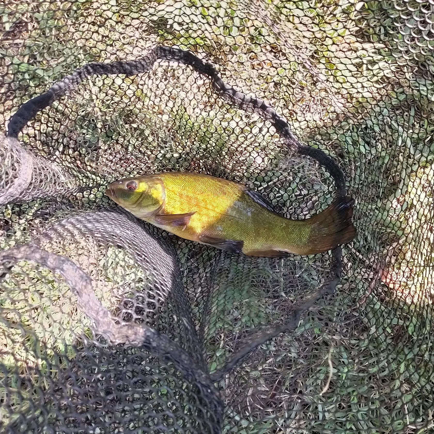 Tench caught on Fishbrain