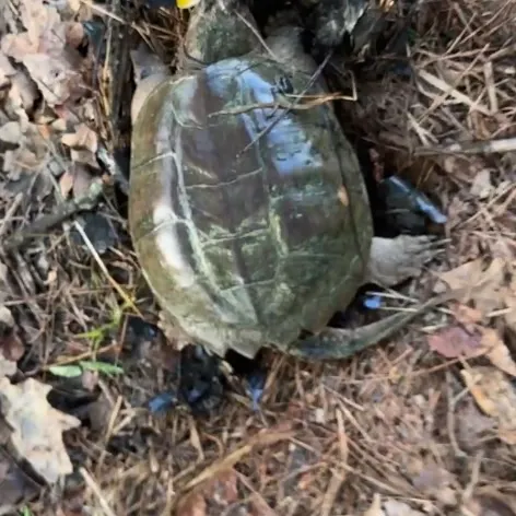 The most recent Common snapping turtle catches on Fishbrain