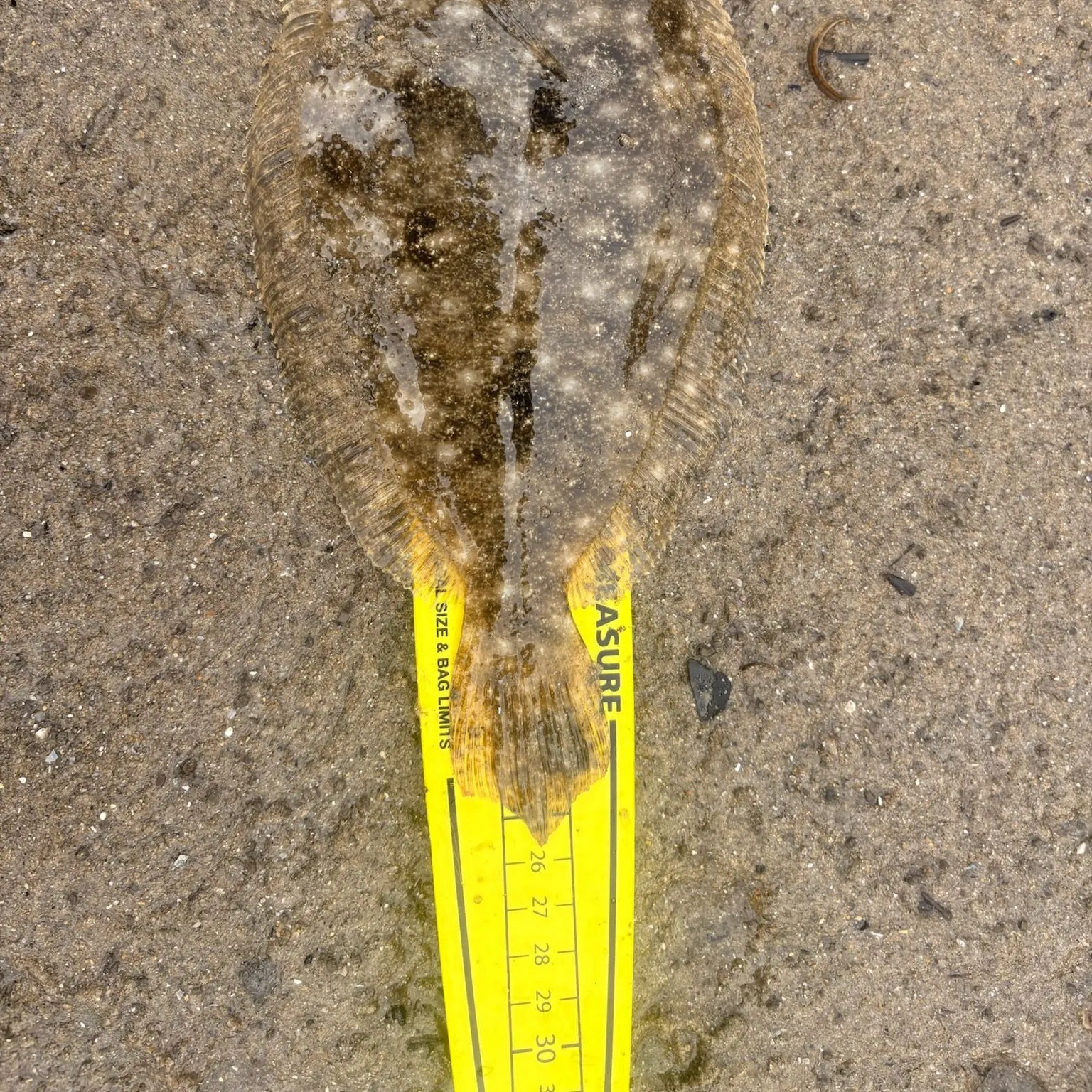 Largetooth flounder caught on Fishbrain