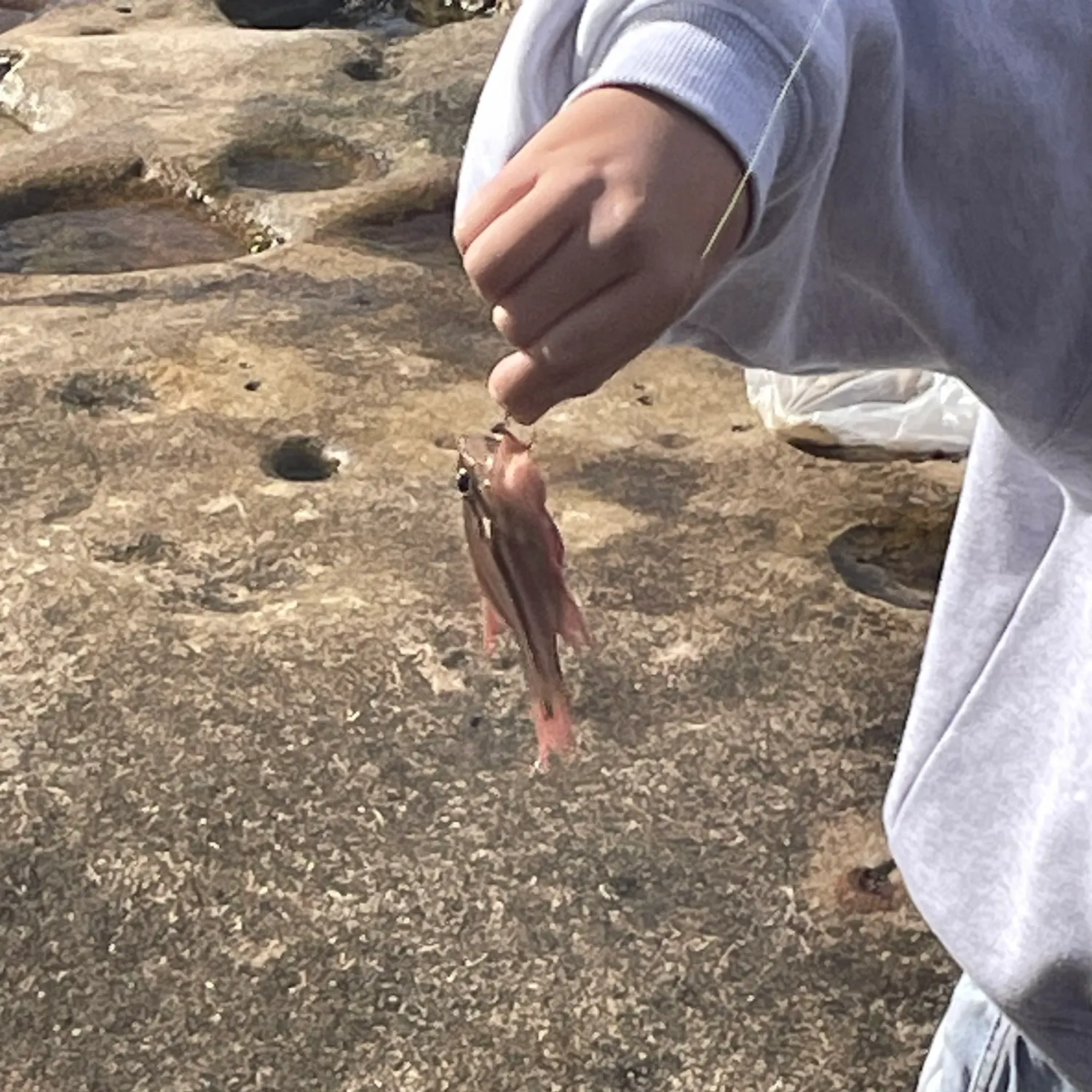 The most recent Sydney cardinalfish catches on Fishbrain