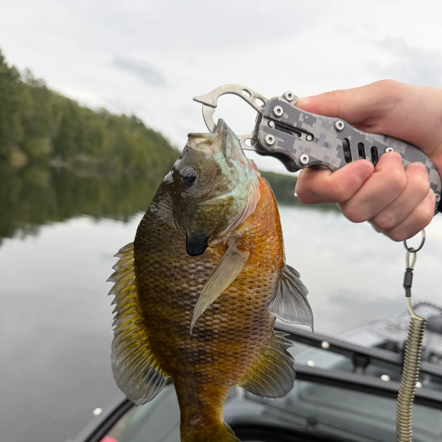 Bluegill caught on Fishbrain