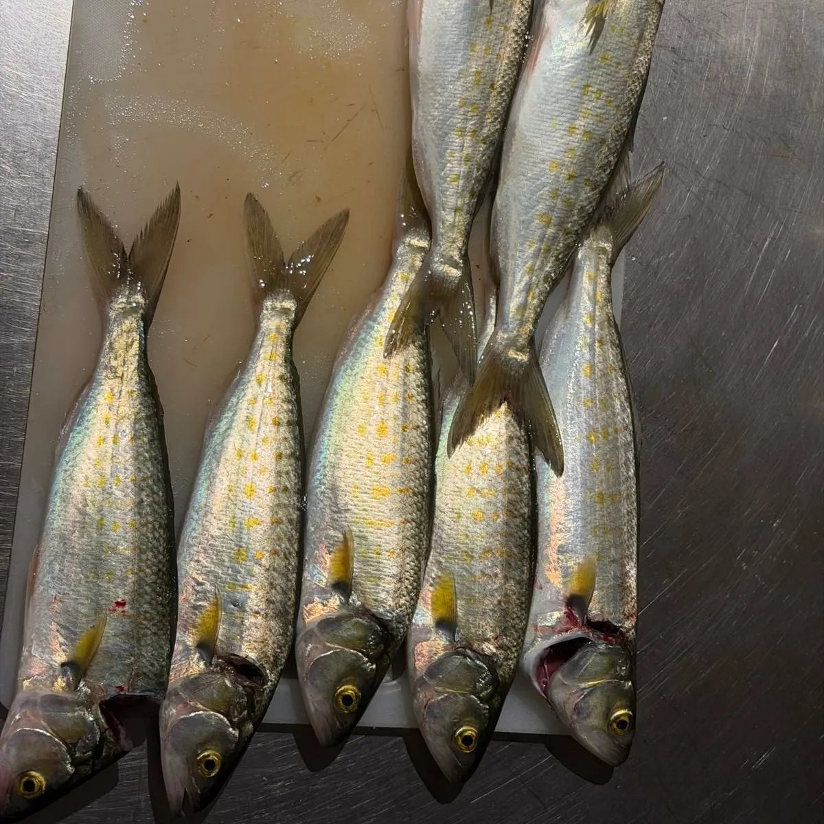 Eastern Australian salmon caught on Fishbrain