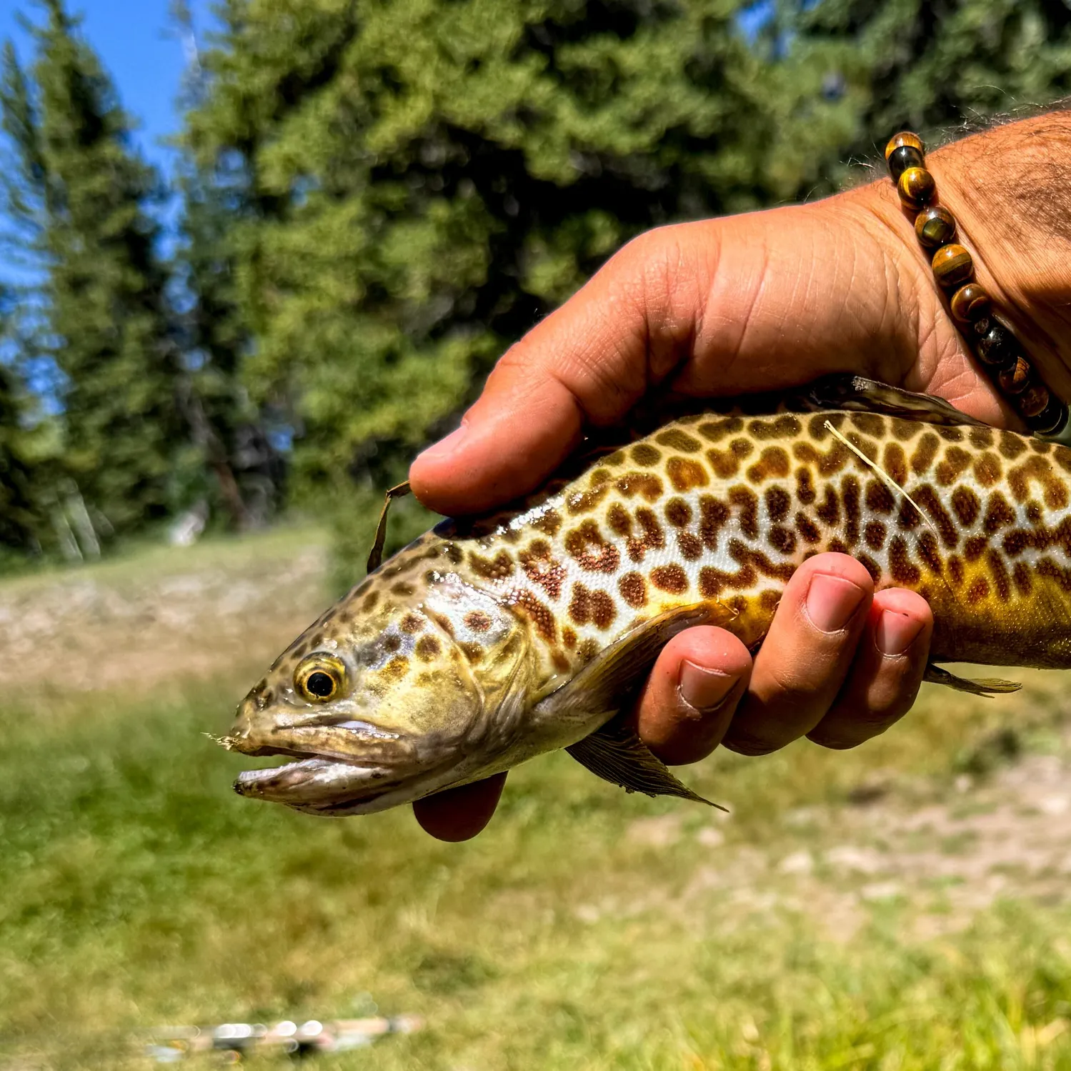Tiger trout caught on Fishbrain