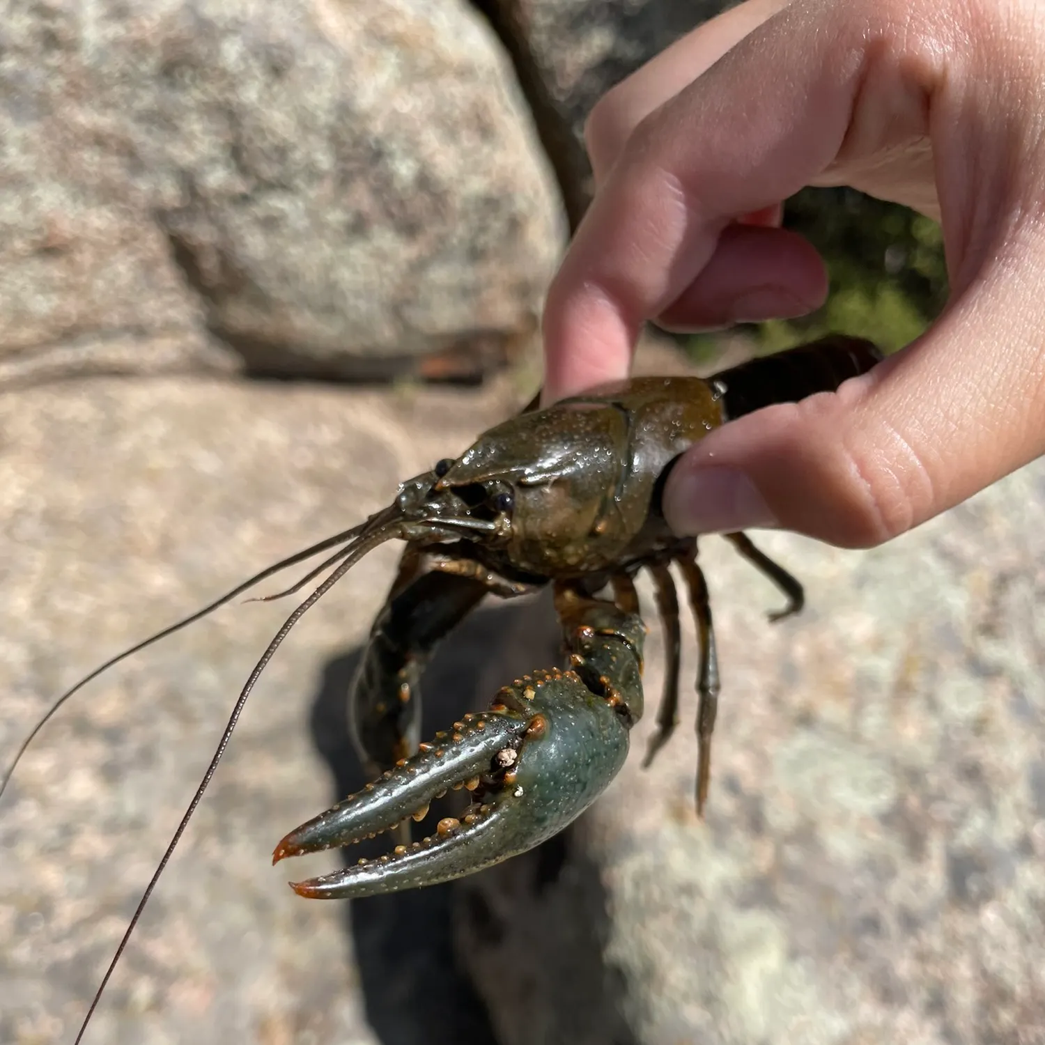 The most recent Virile crayfish catches on Fishbrain