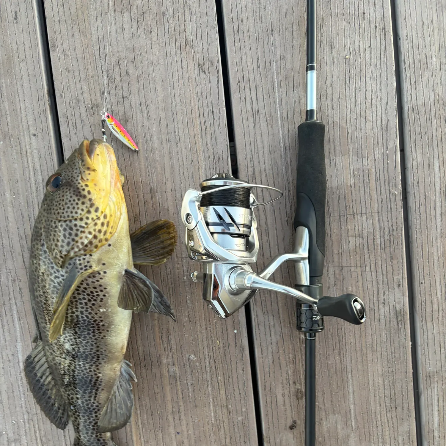 Spotted sand bass caught on Fishbrain