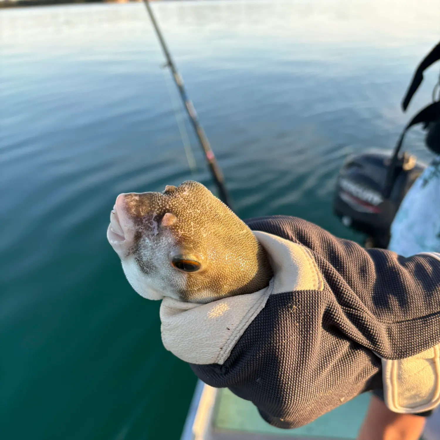 The most recent Smooth toadfish catches on Fishbrain