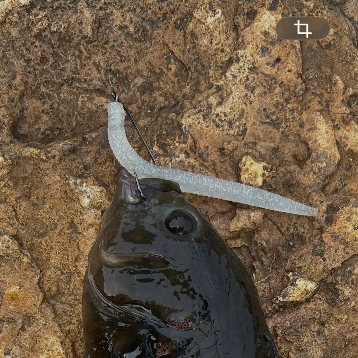 The most recent Oscar catches on Fishbrain