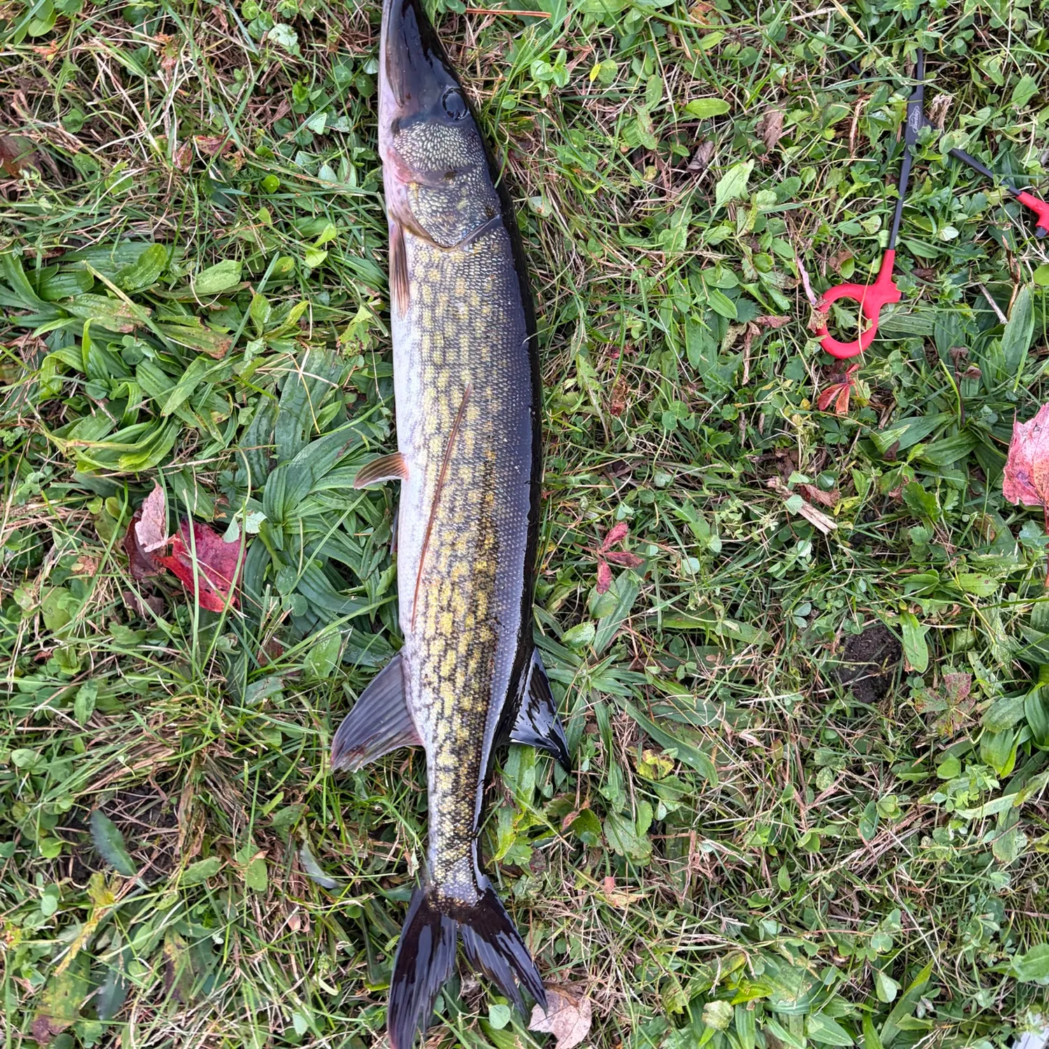 Chain pickerel caught on Fishbrain