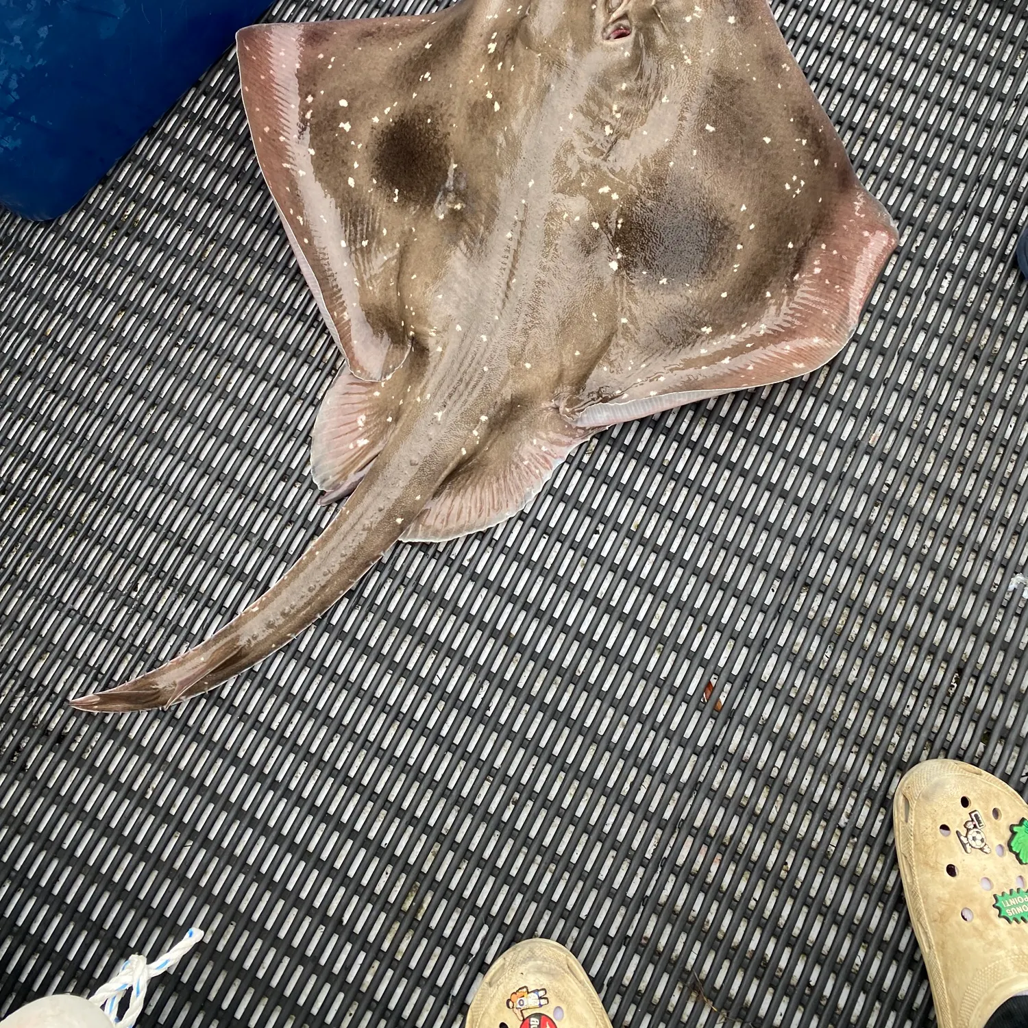 The most recent Blue skate catches on Fishbrain