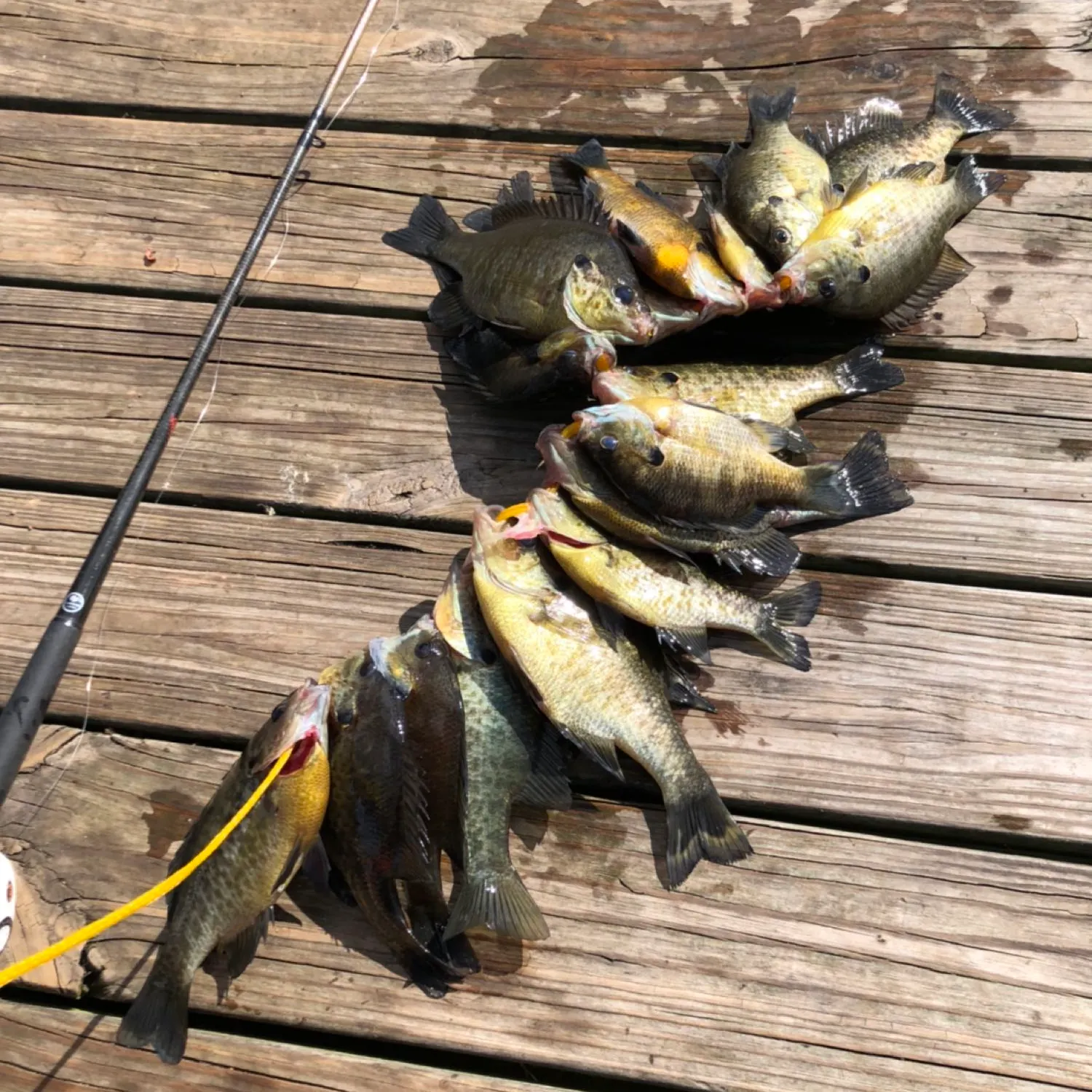 recently logged catches