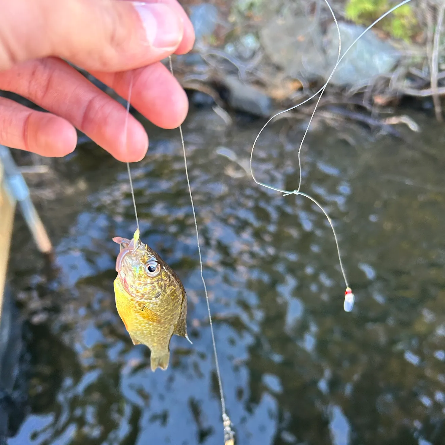 Bluegill caught on Fishbrain
