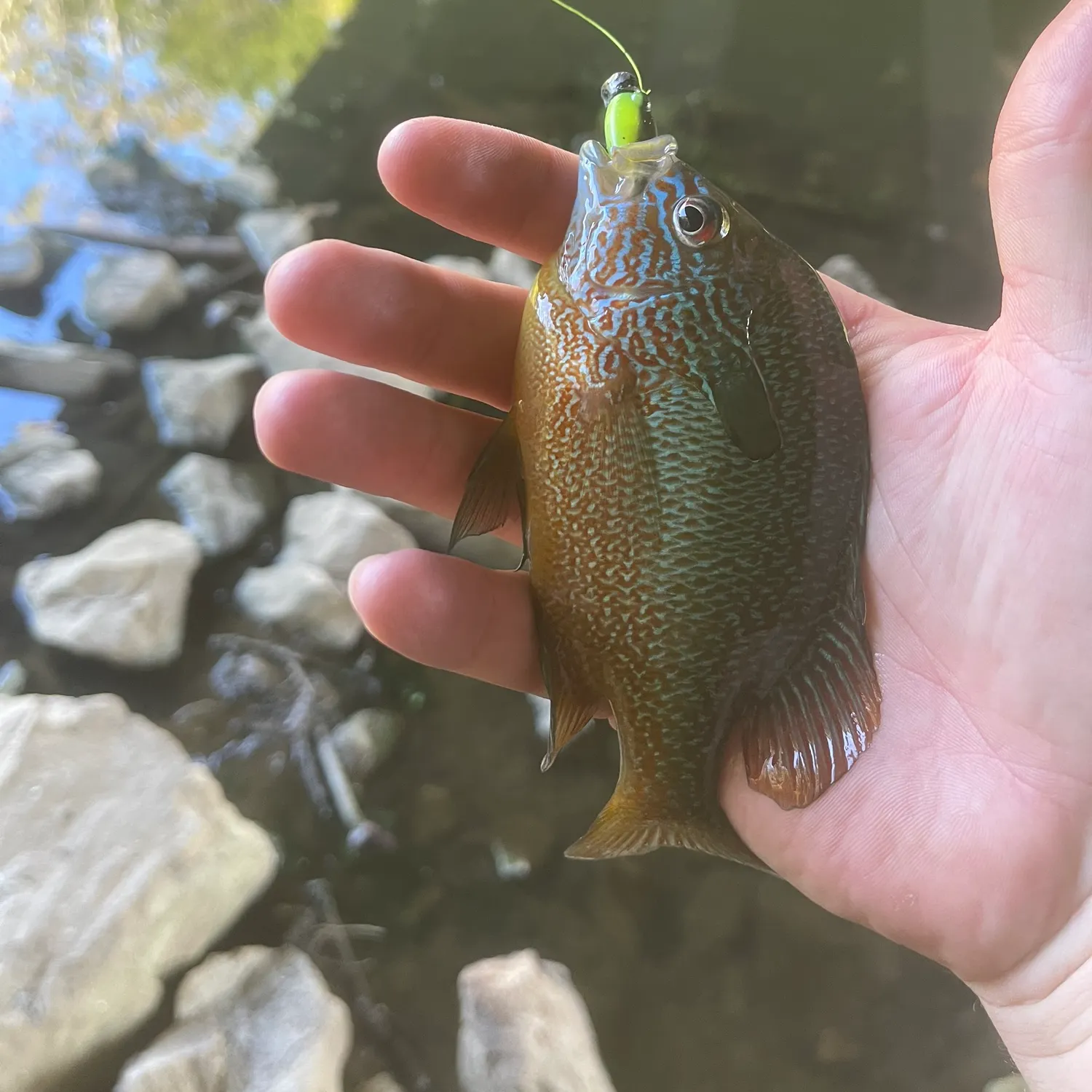 Longear sunfish caught on Fishbrain