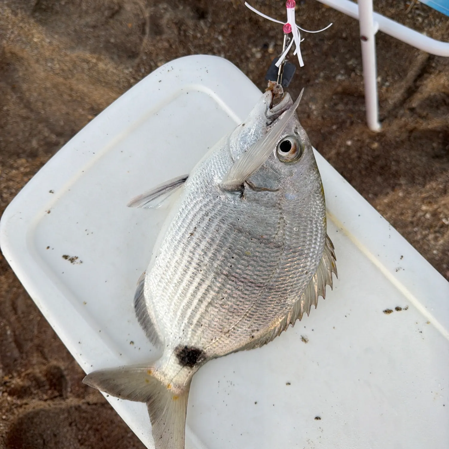 The most recent Spottail seabream catches on Fishbrain