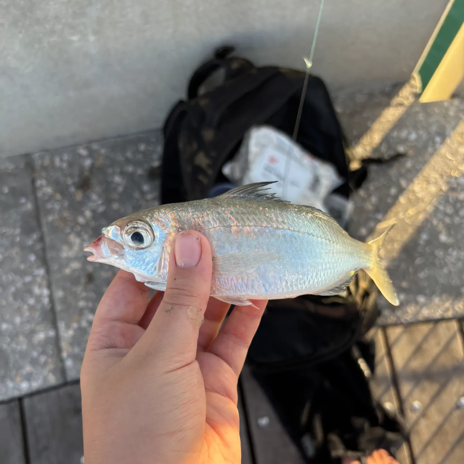 The most recent Bigeye mojarra catches on Fishbrain