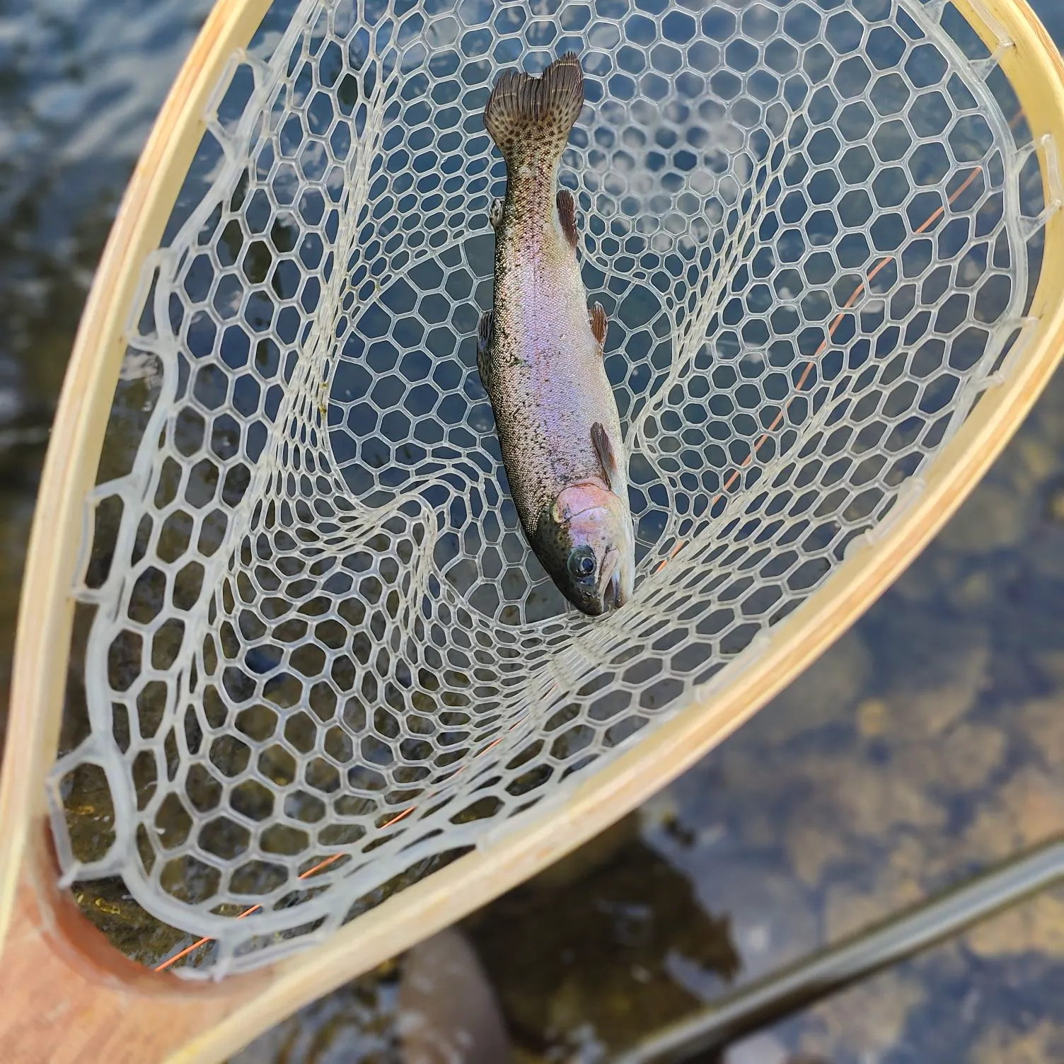 Rainbow trout caught on Fishbrain