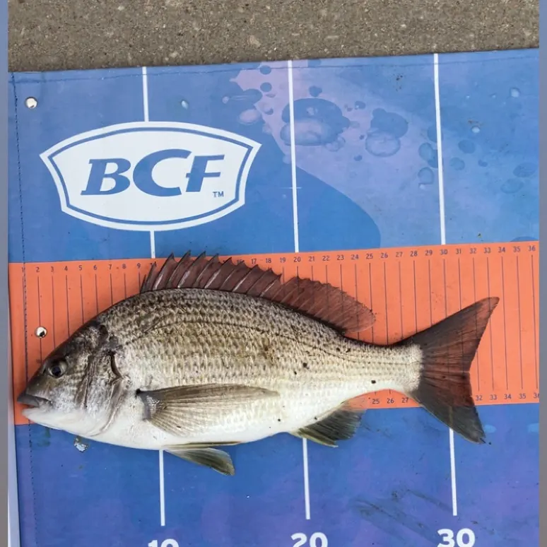 Southern black bream caught on Fishbrain