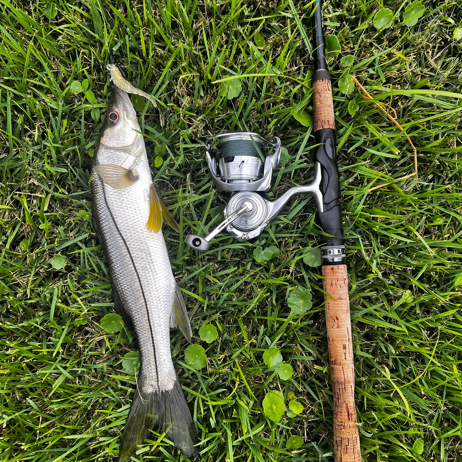 Common snook caught on Fishbrain