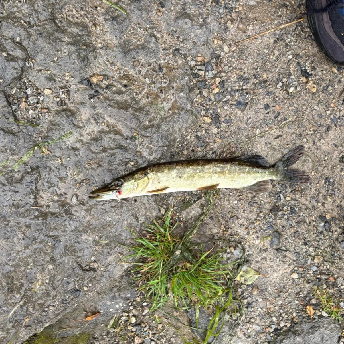 Northern pike caught on Fishbrain