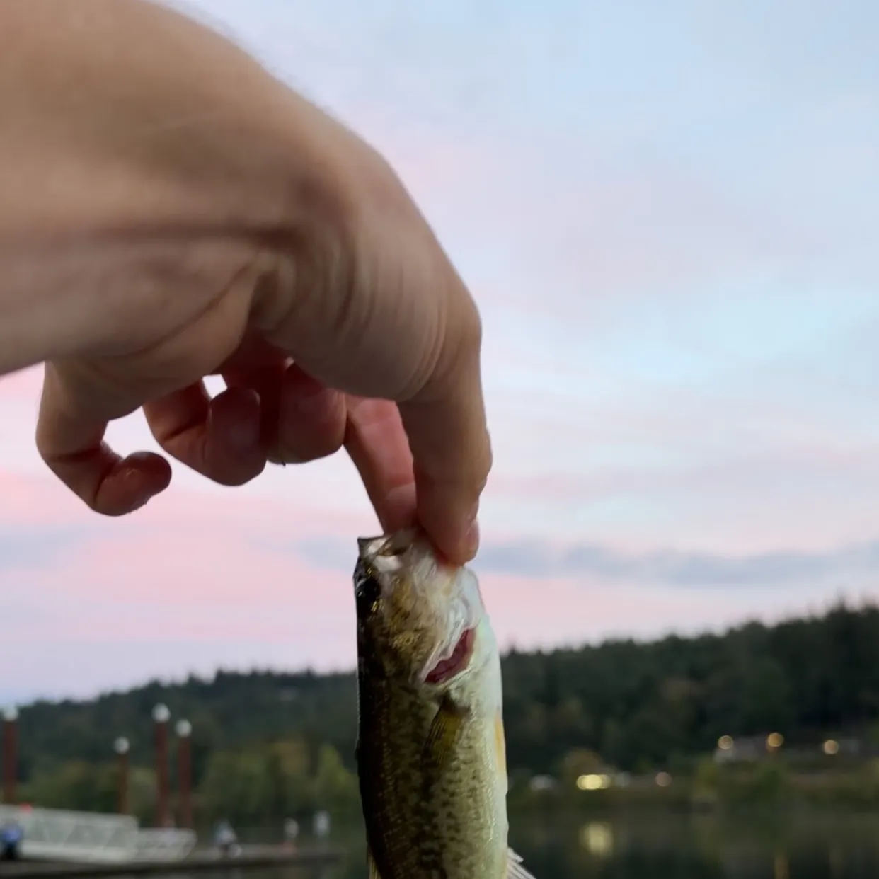 Fish caught on Fishbrain