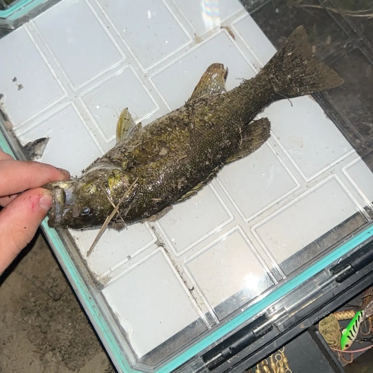Smallmouth bass caught on Fishbrain