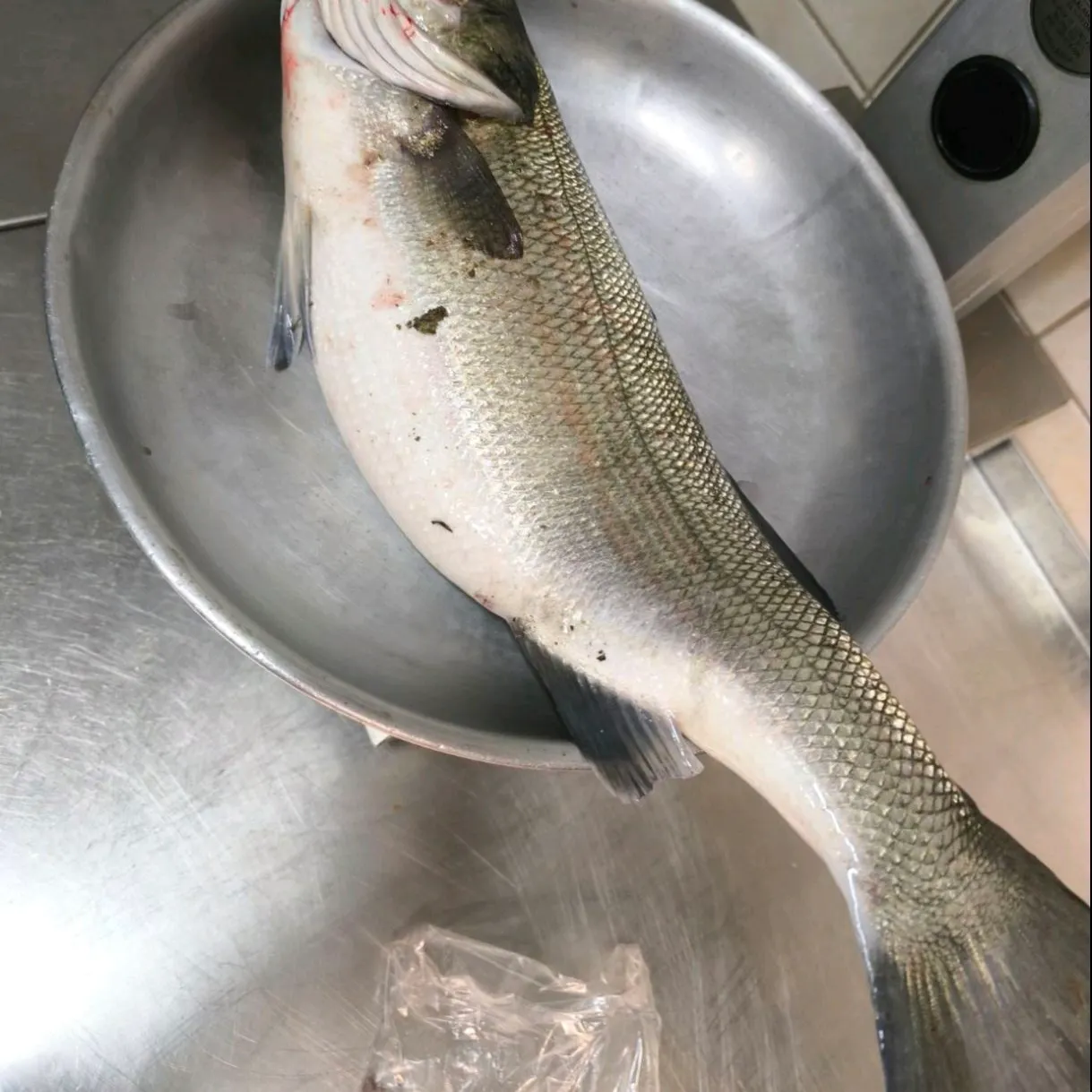 The most recent European seabass catches on Fishbrain